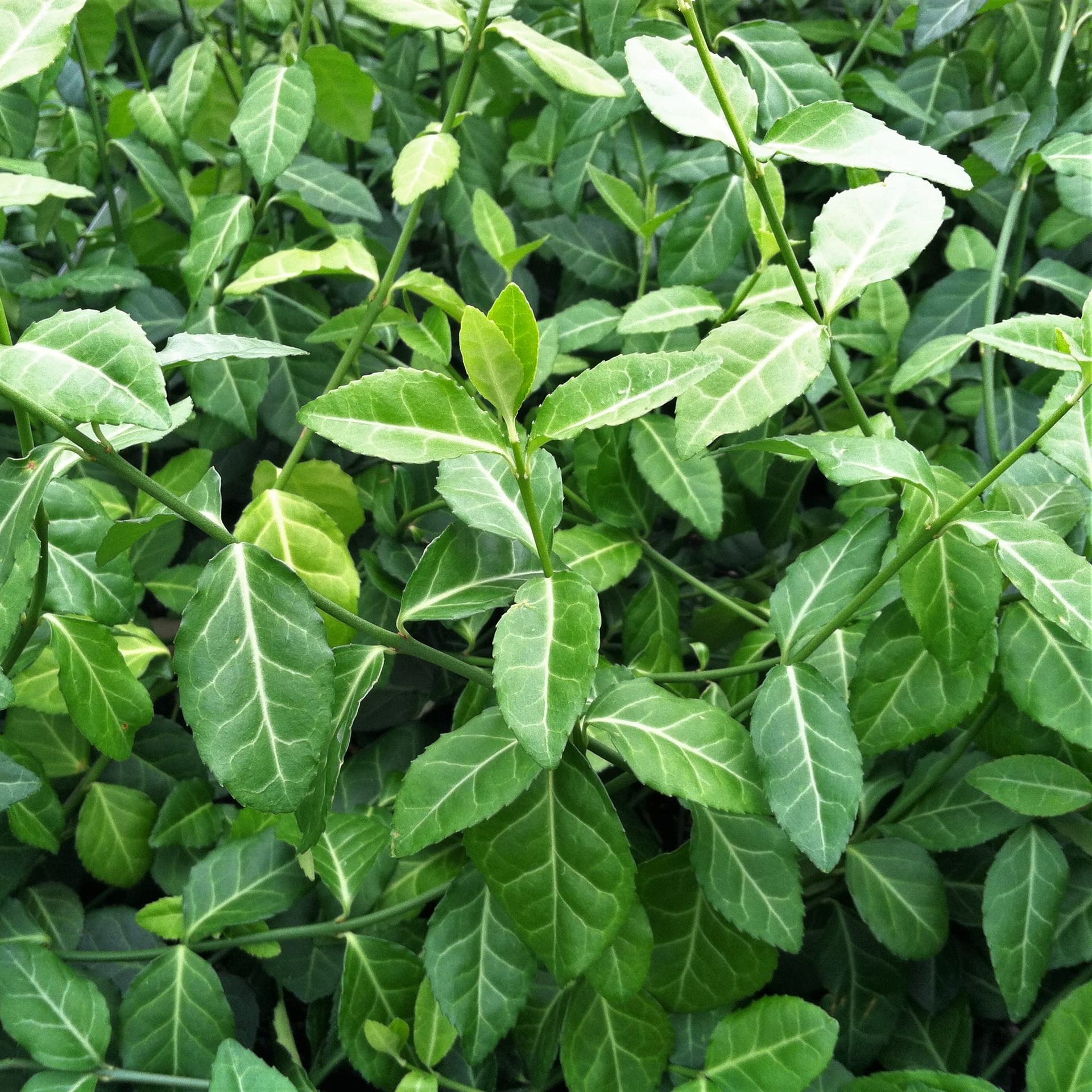 65 Purpleleaf Wintercreeper Seeds (Euonymus Coloratus Fortunei) - Heirloom, Non-GMO, Ready to Plant for Garden Landscaping, Ground Cover & Fence Decoration