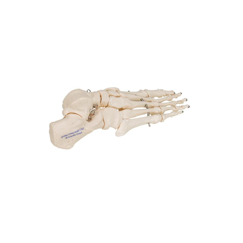 Foot Skeleton Wire Mounted - Halloween Decor, Gothic Home Decor, Anatomical Display for Medical Offices & Haunted Houses