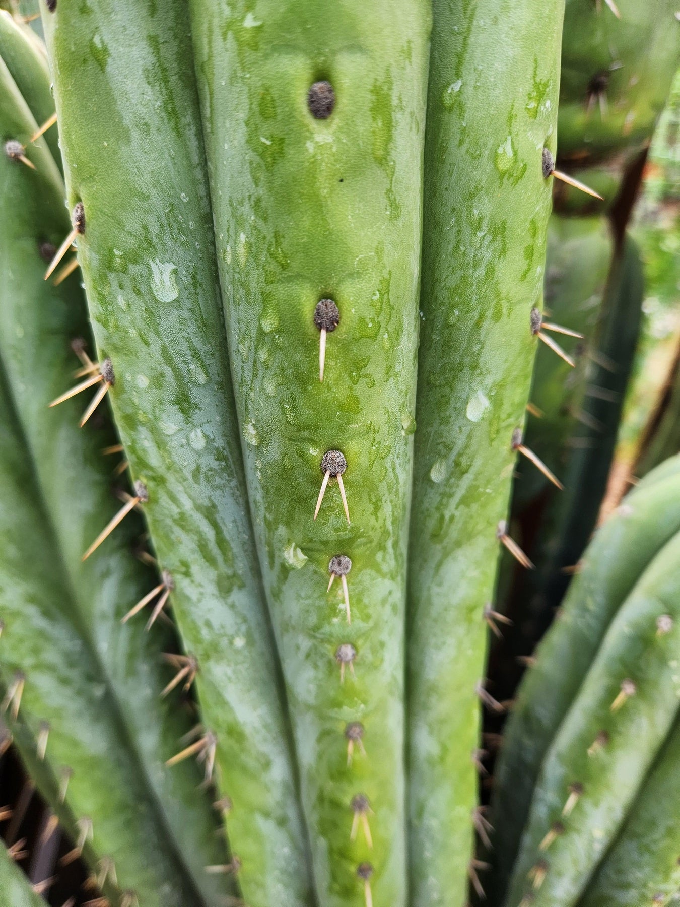 EC240 EXACT Trichocereus Pachanoi Nuestra Bonita Cactus Cutting 8-15 inches | Rare San Pedro Cactus for Home Decor, Garden Landscaping & Spiritual Ceremonies