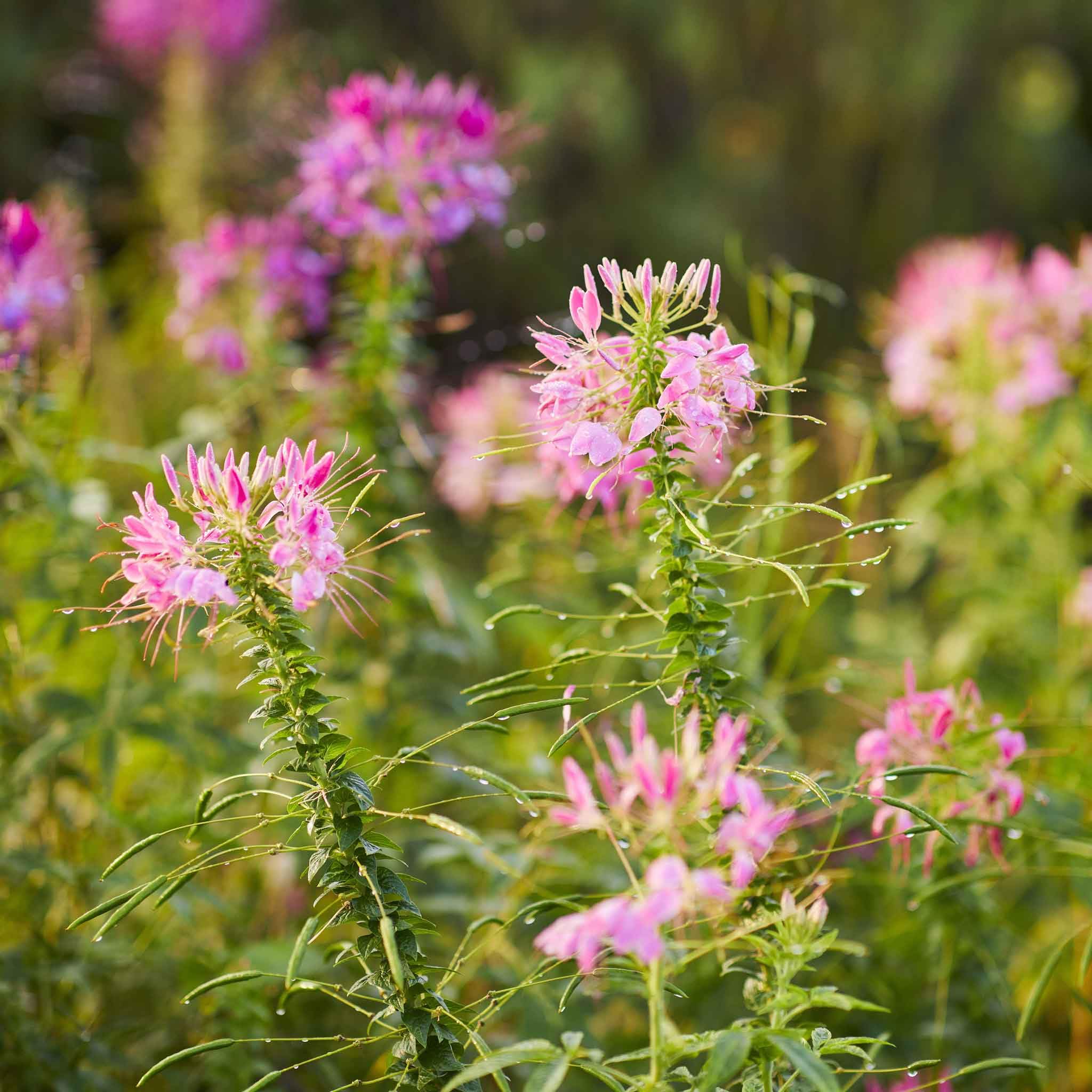 Eden Brothers Cleome Seeds - Cherry Queen Flower Seeds for Planting | Vibrant Pink Blooms, Attracts Pollinators | Perfect for Garden Beds, Borders & Cut Flower Arrangements
