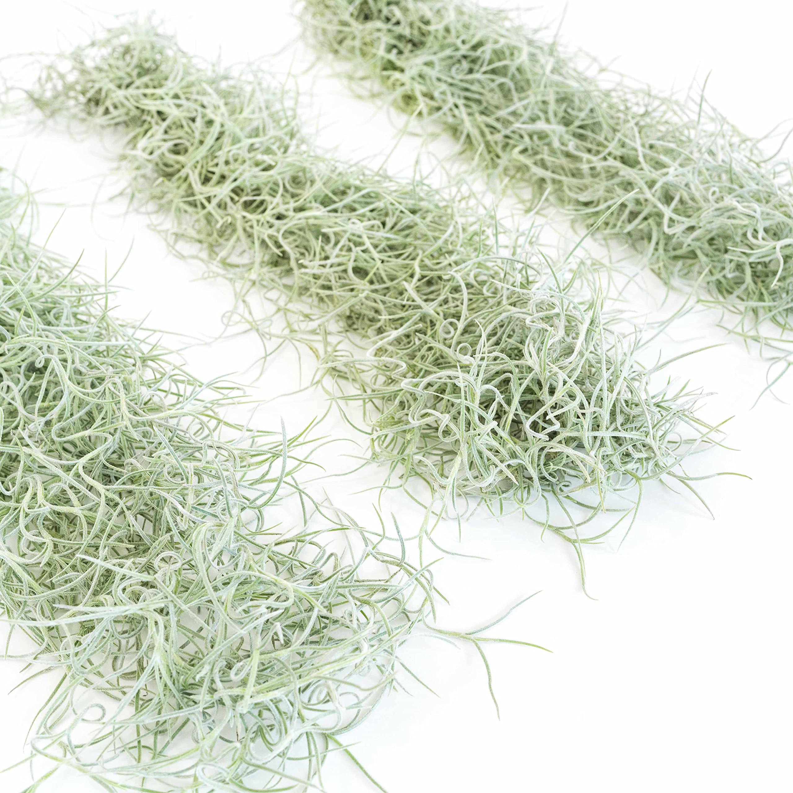 6 Pack Thick Colombian Spanish Moss Live Strands with Wire Hook - Tillandsia Usneoides Air Plant - Easy Care Indoor Outdoor Hanging Plants for Home Garden Decor - Perfect for Terrariums, Wedding Centerpieces & Boho Wall Art