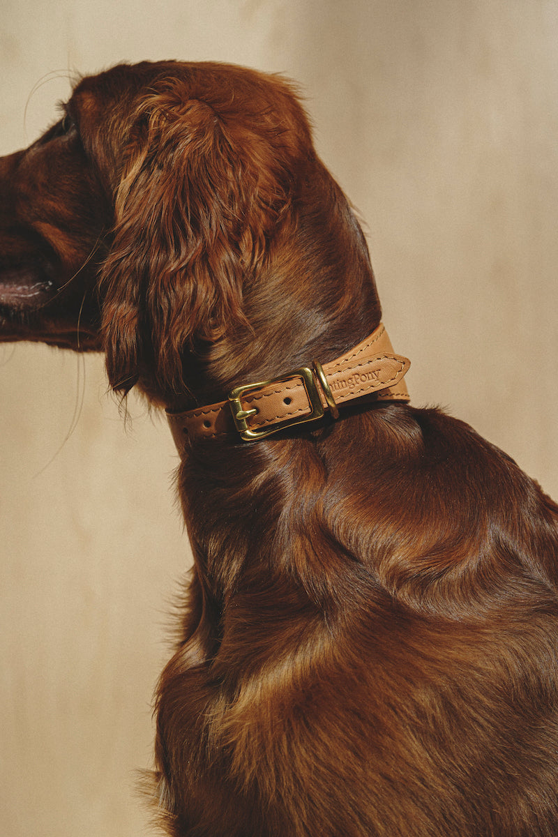 Premium Dog Collar with Herring Ginger Scent - Comfortable & Durable Pet Accessory for Walking, Training, and Outdoor Adventures