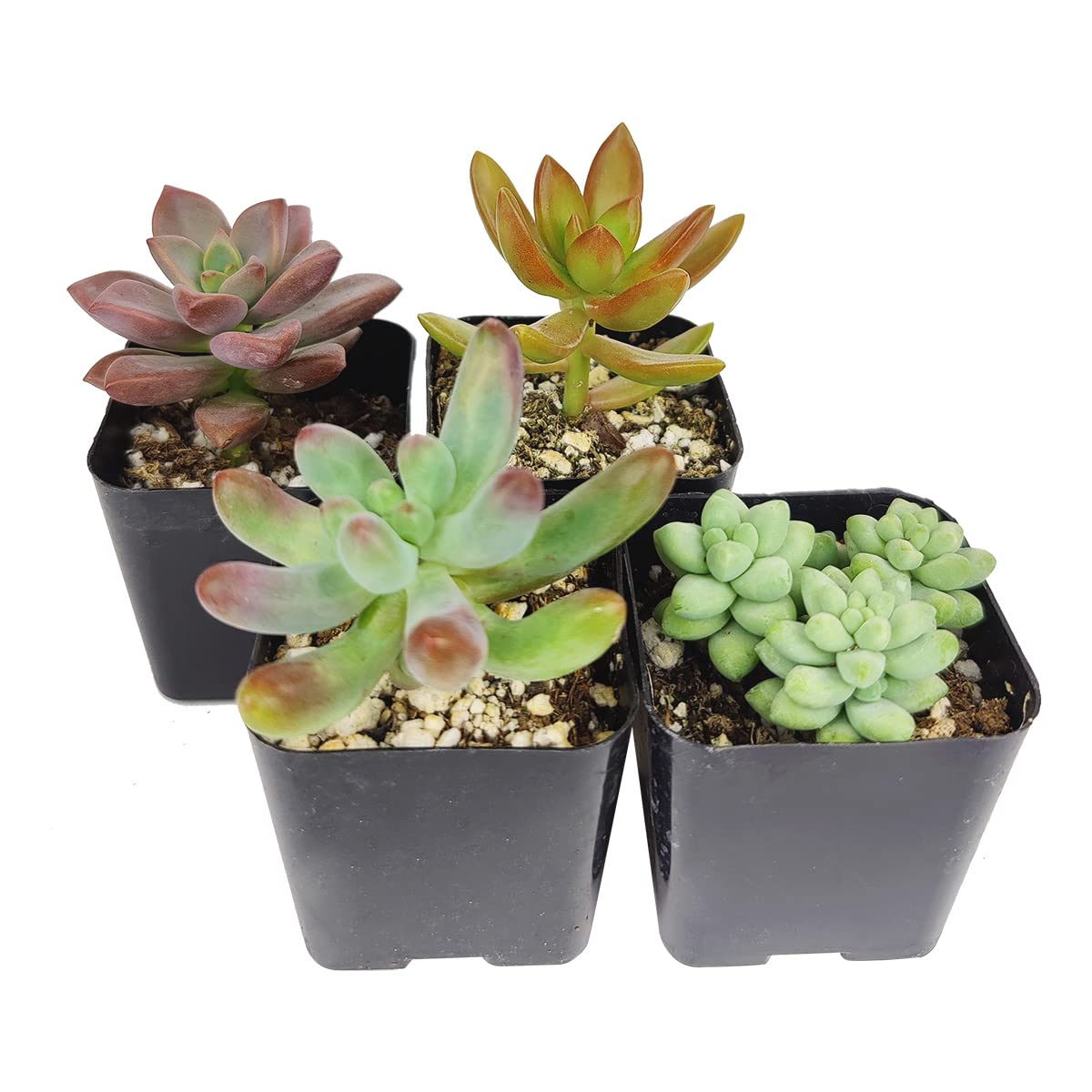 Sedum Succulent Pack | Set of 2/4/6/8/10/24/36/48 Live Succulent Plants - Perfect for Home Decor, Office Desk, Wedding Favors & Garden Landscaping