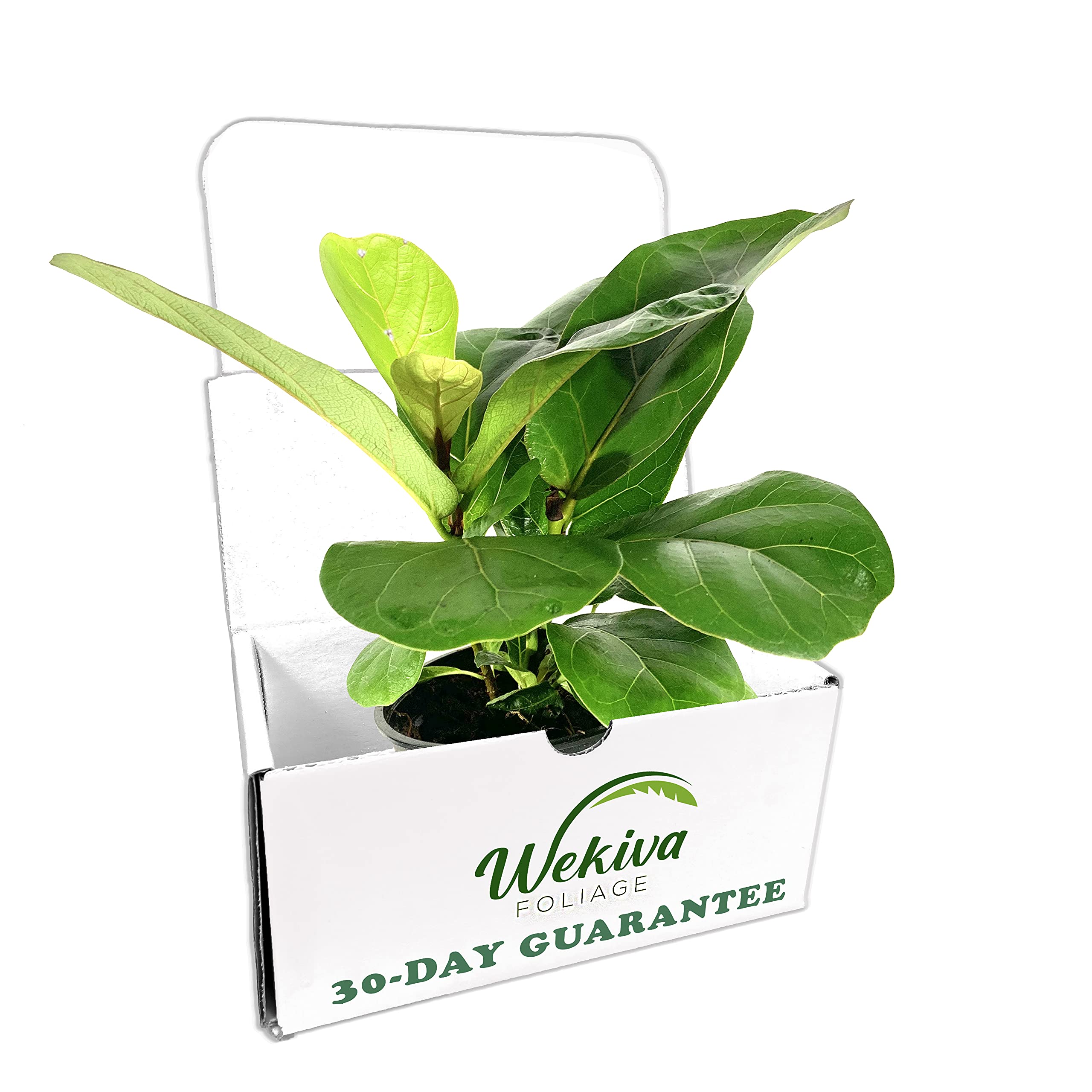 Fiddle Leaf Fig Live Plant - Ficus Lyrata in 4 Inch Pot | Easy to Grow Indoor Houseplant with Air Purifying Benefits | Perfect for Home Decor, Office Spaces & Living Rooms