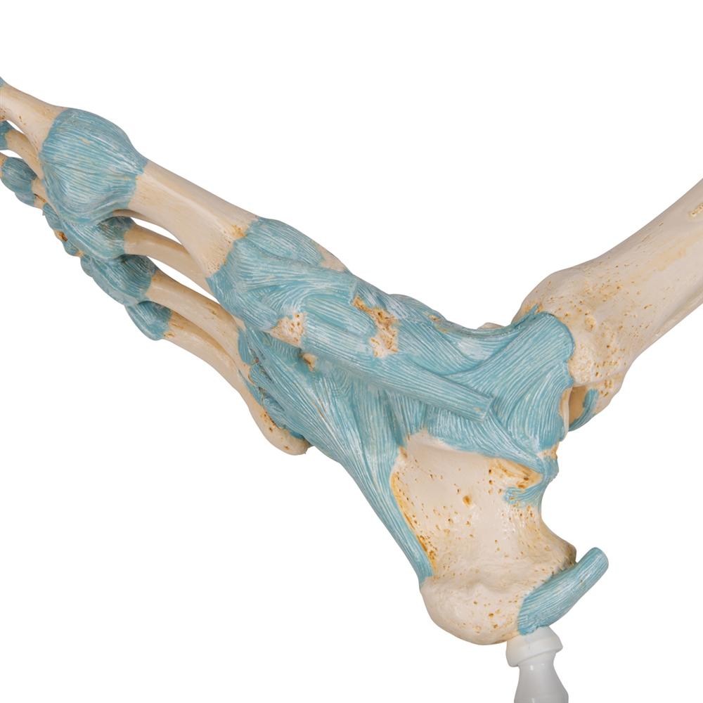 Human Foot Skeleton Model with Ligaments - Anatomical Study Tool for Medical Students, Doctors & Physical Therapists - Perfect for Classroom, Clinic & Home Study
