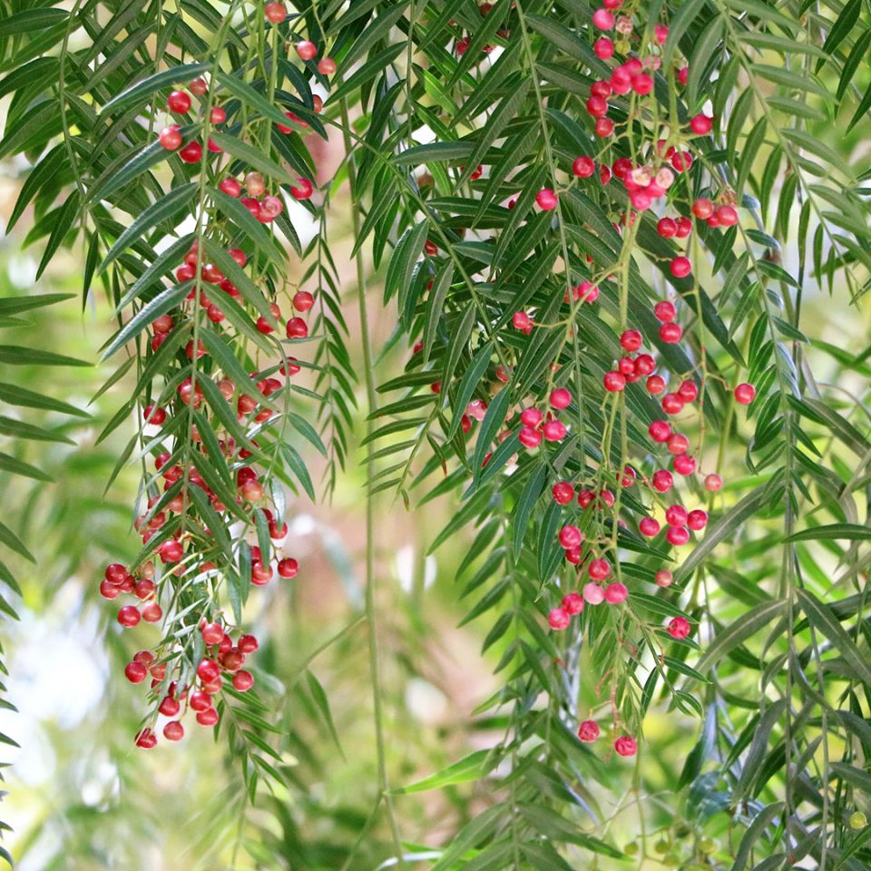 Premium Pink Pepper Essential Oil (Schinus Molle) - 100% Pure, Natural Aromatherapy Oil for Diffusers, Massage & Skin Care