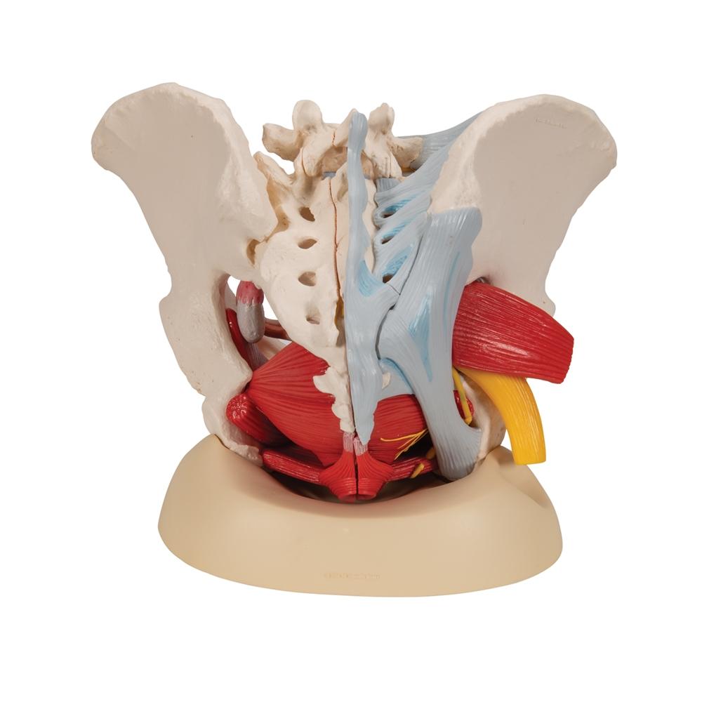 Female Pelvis Anatomy Model with Ligaments, Pelvic Floor & Organs - 6-Part Detachable Medical Educational Tool for Students, Doctors & Physical Therapists - Perfect for Classroom, Clinic & Home Study