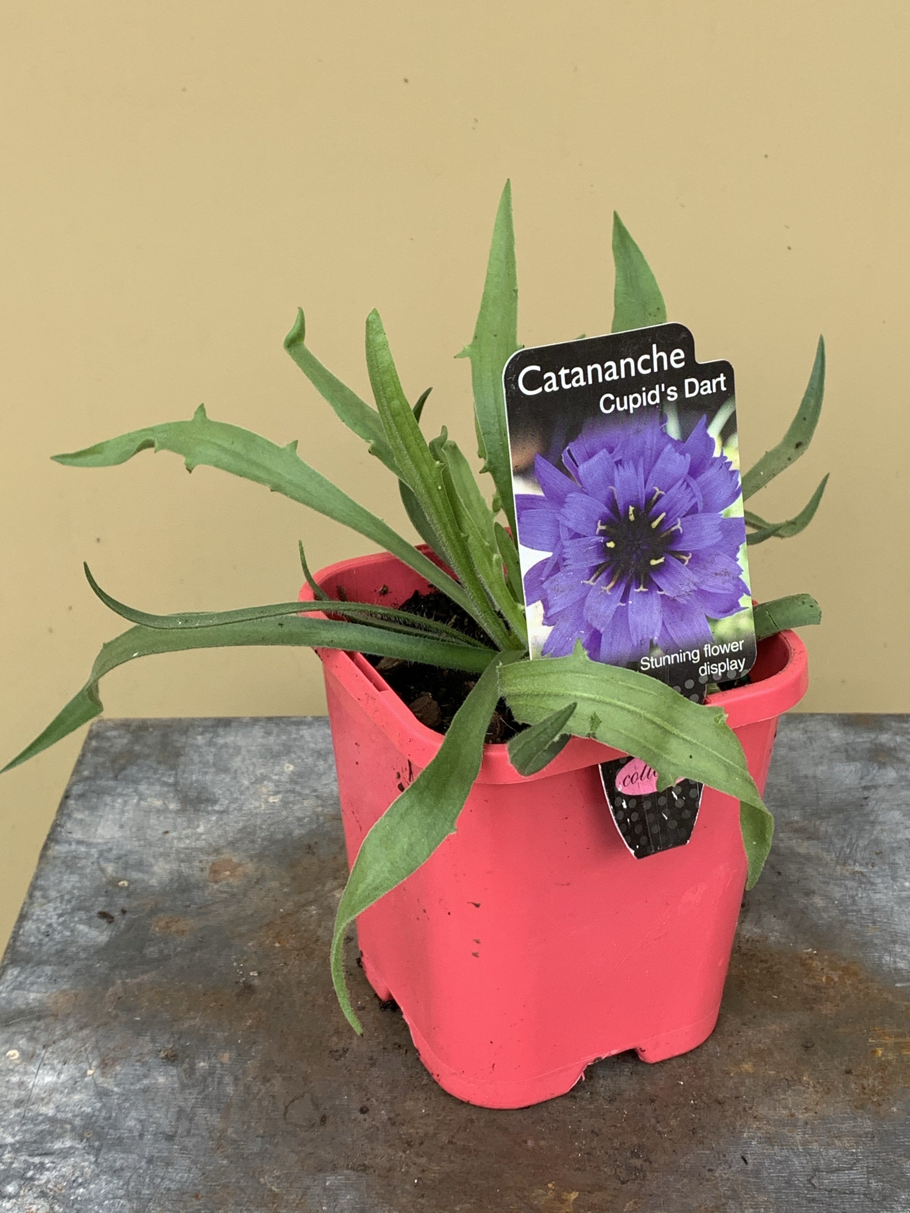 Cupid's Dart (Catananche caerulea) Seeds - Blue Perennial Flower for Gardens, Bouquets & Landscaping | Attracts Pollinators & Drought Tolerant