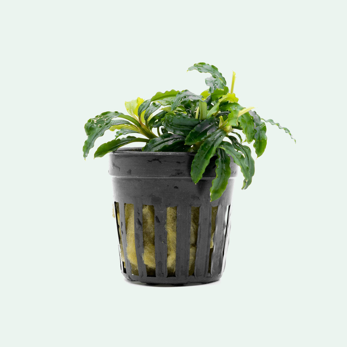 Bucephalandra Biblis Blue Aquatic Plant for Freshwater Aquariums - Perfect for Aquascaping, Nano Tanks, and Shrimp Habitats