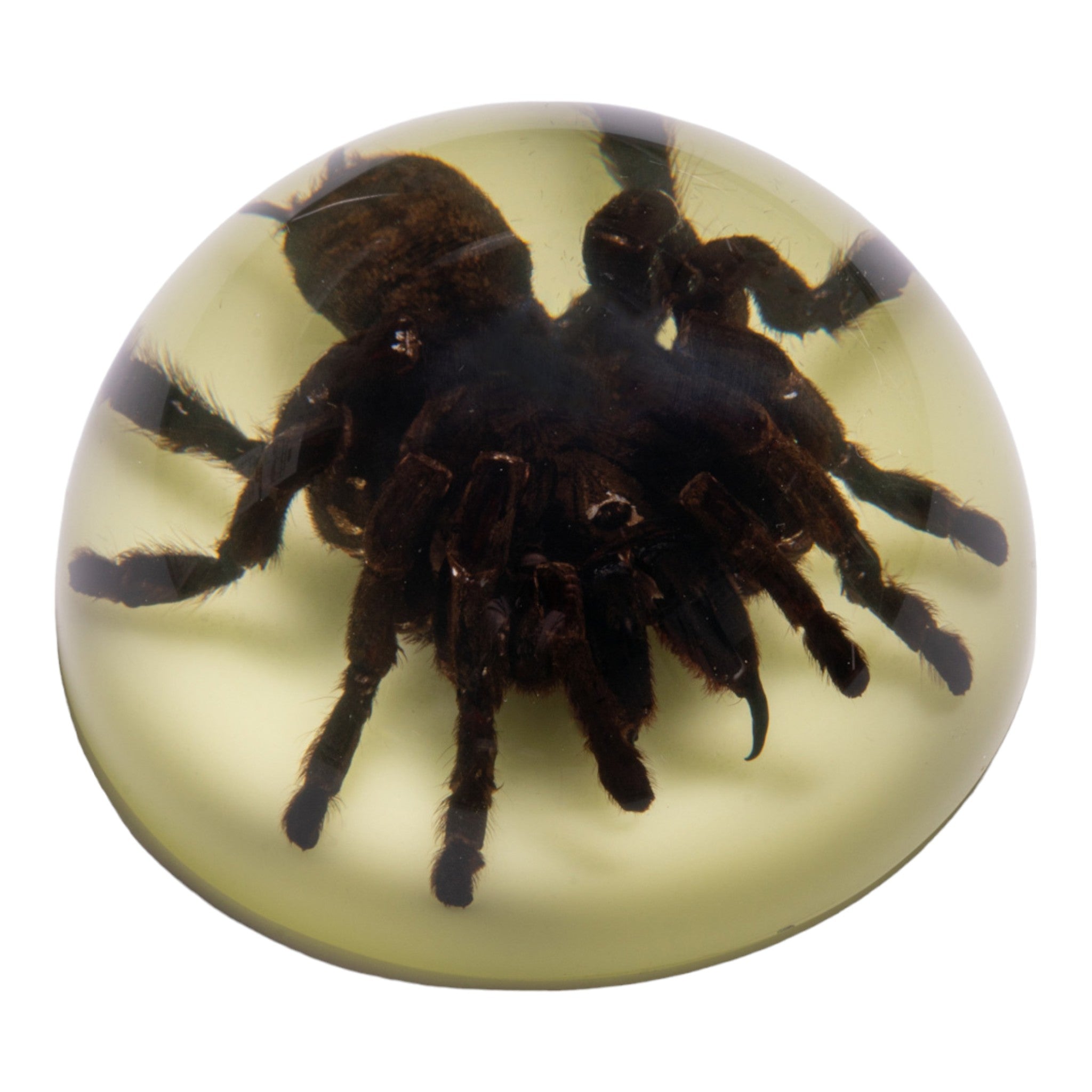 Real Tarantula in Acrylic Dome Paperweight - Glow in the Dark Collectible - Unique Desk Decor & Conversation Starter for Home Office, Halloween Decorations