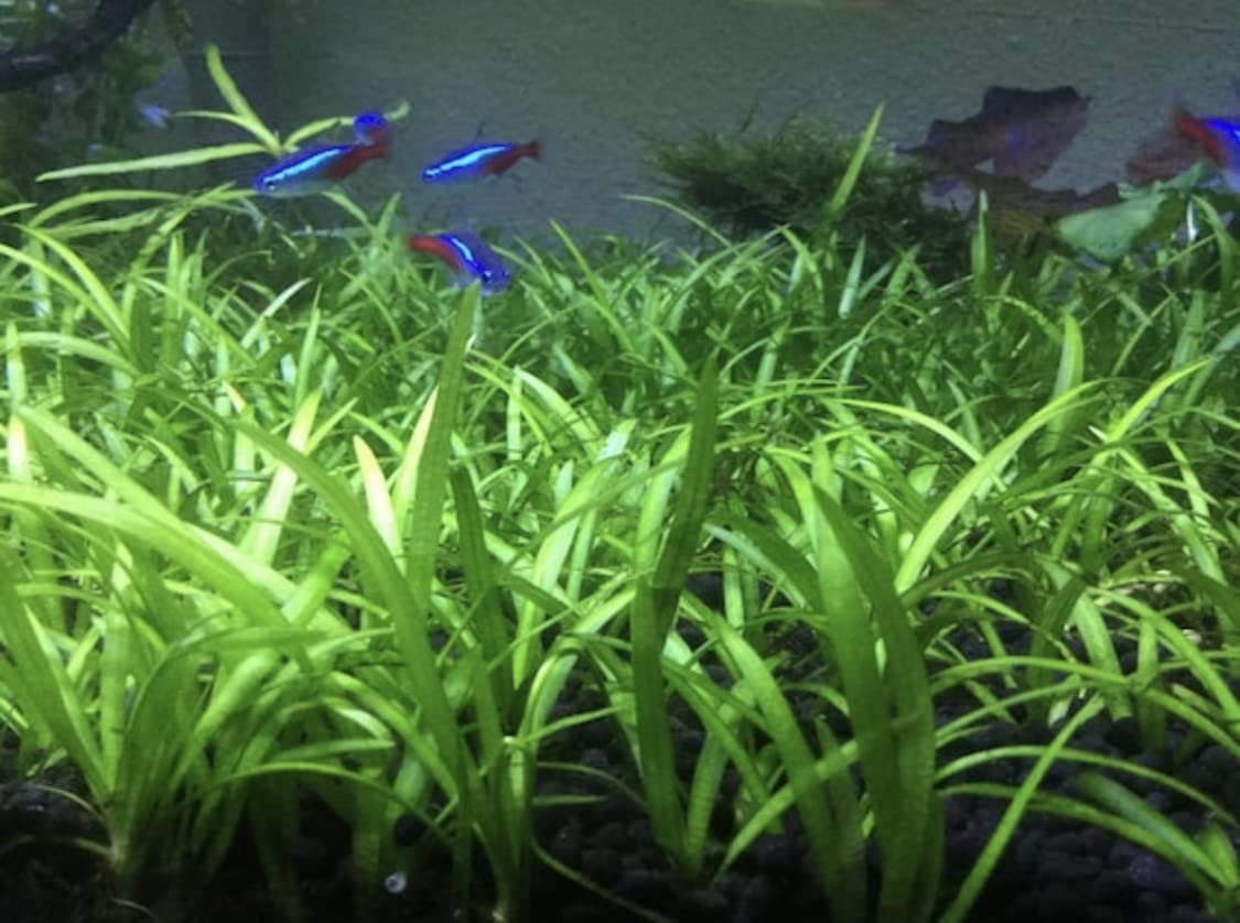 10x Dwarf Sagittaria Subulata Live Aquarium Plants - Freshwater Aquatic Carpeting Plants for Fish Tanks (Buy 2 Get 1 Free) - Perfect for Aquascaping, Foreground Planting & Shrimp Tanks