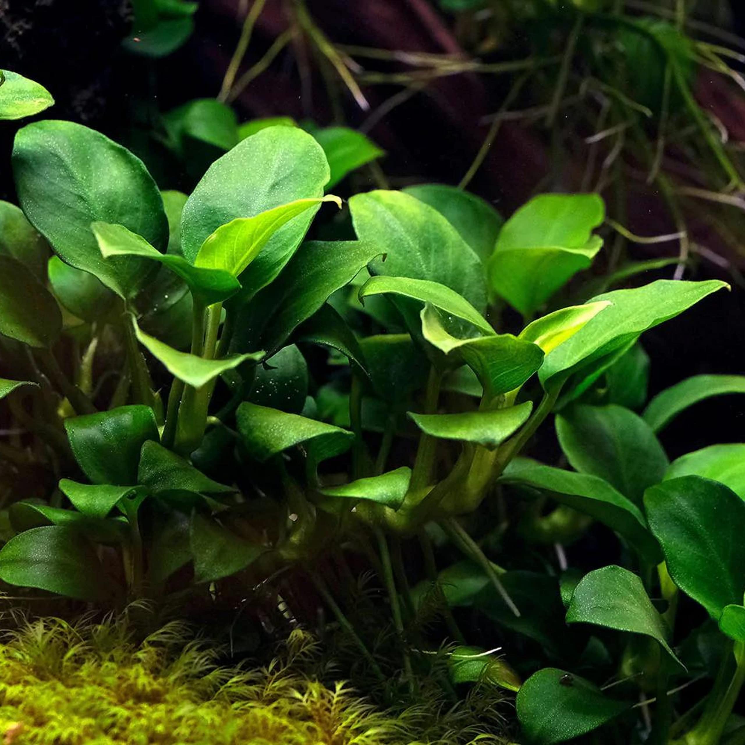 Buy 2 Get 1 Free - Anubias Barteri Var. 'Nana Petite' Live Aquarium Plant - Potted Freshwater Aquatic Plant for Fish Tanks, Aquascaping & Low Light Aquariums