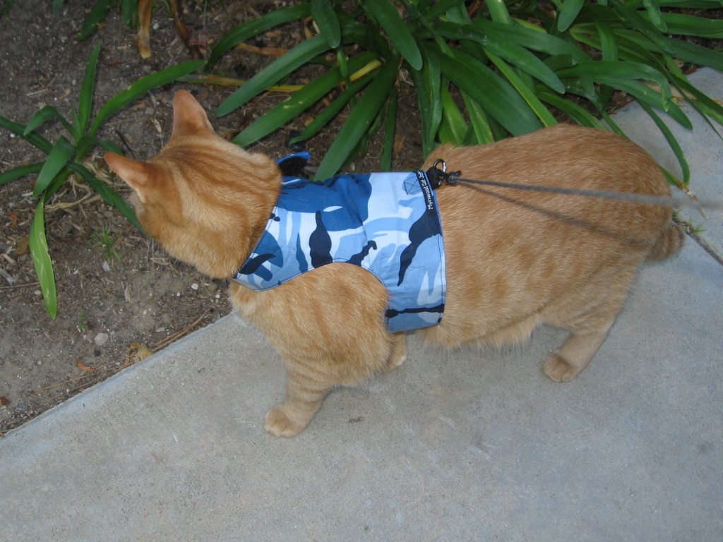 Mynwood Blue Combat Cat Jacket & Harness for Adult Cats - Escape Proof, Durable Outdoor Walking Gear for Adventurous Felines