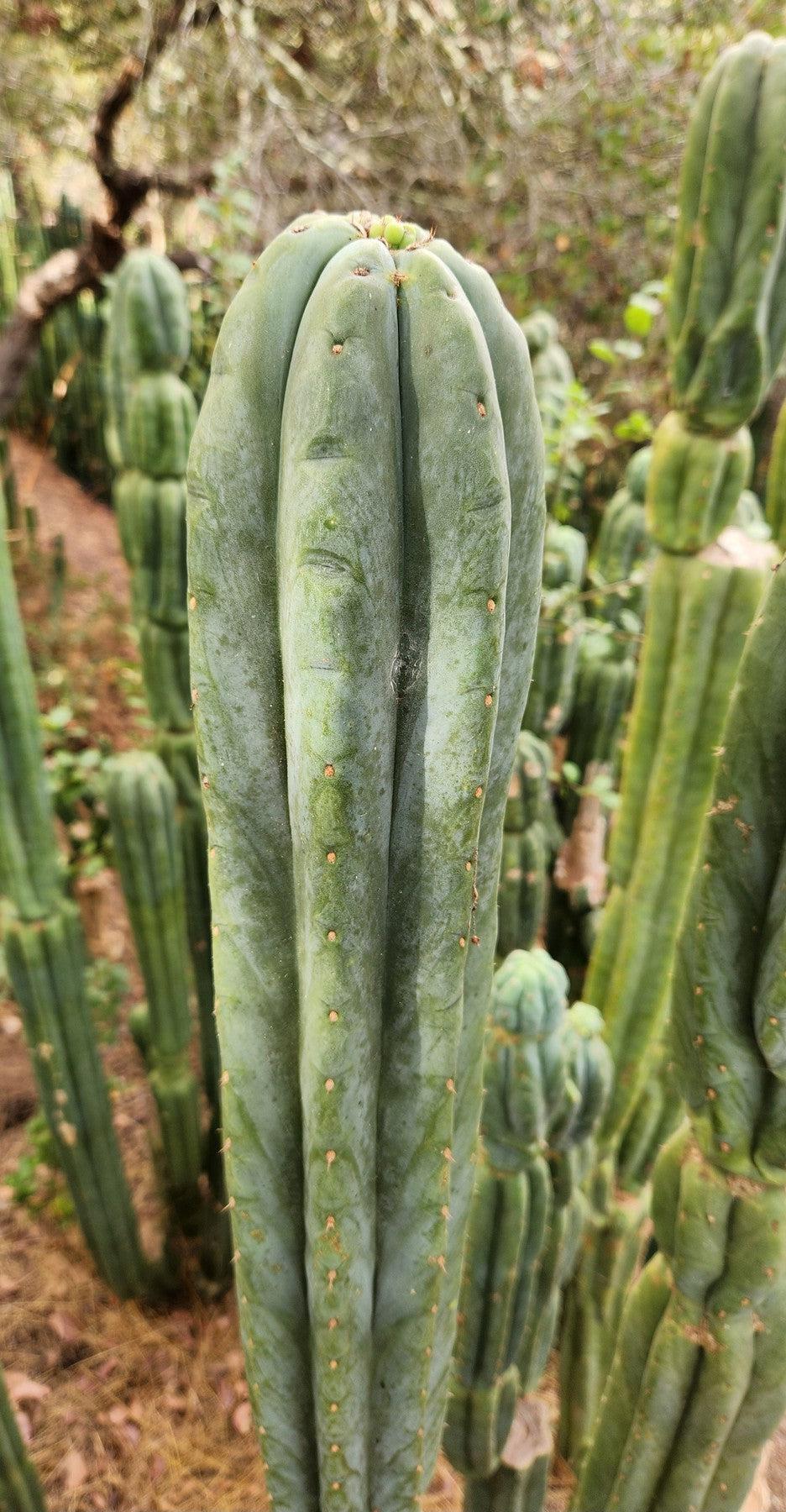 EC106 EXACT Trichocereus Pachanoi Skip/CG Campground Cactus Cutting - Rare San Pedro Cactus for Gardening, Landscaping & Spiritual Ceremonies