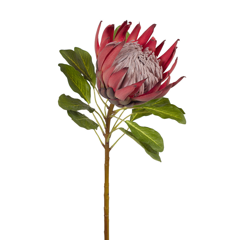 Large King Protea (Fuschia) - Exotic Flower for Wedding Bouquets, Home Decor & Special Occasions