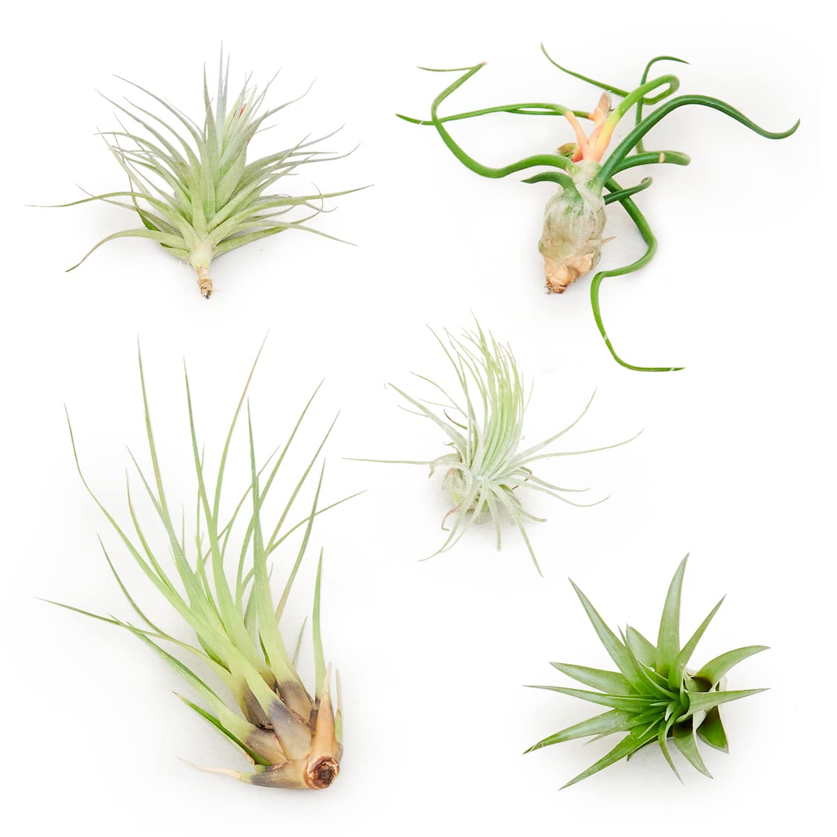 Tillandsia Air Plant Box (5PK) - Low Maintenance Indoor Plants for Home & Office Decor - Perfect for Terrariums, Wall Displays & Gifts