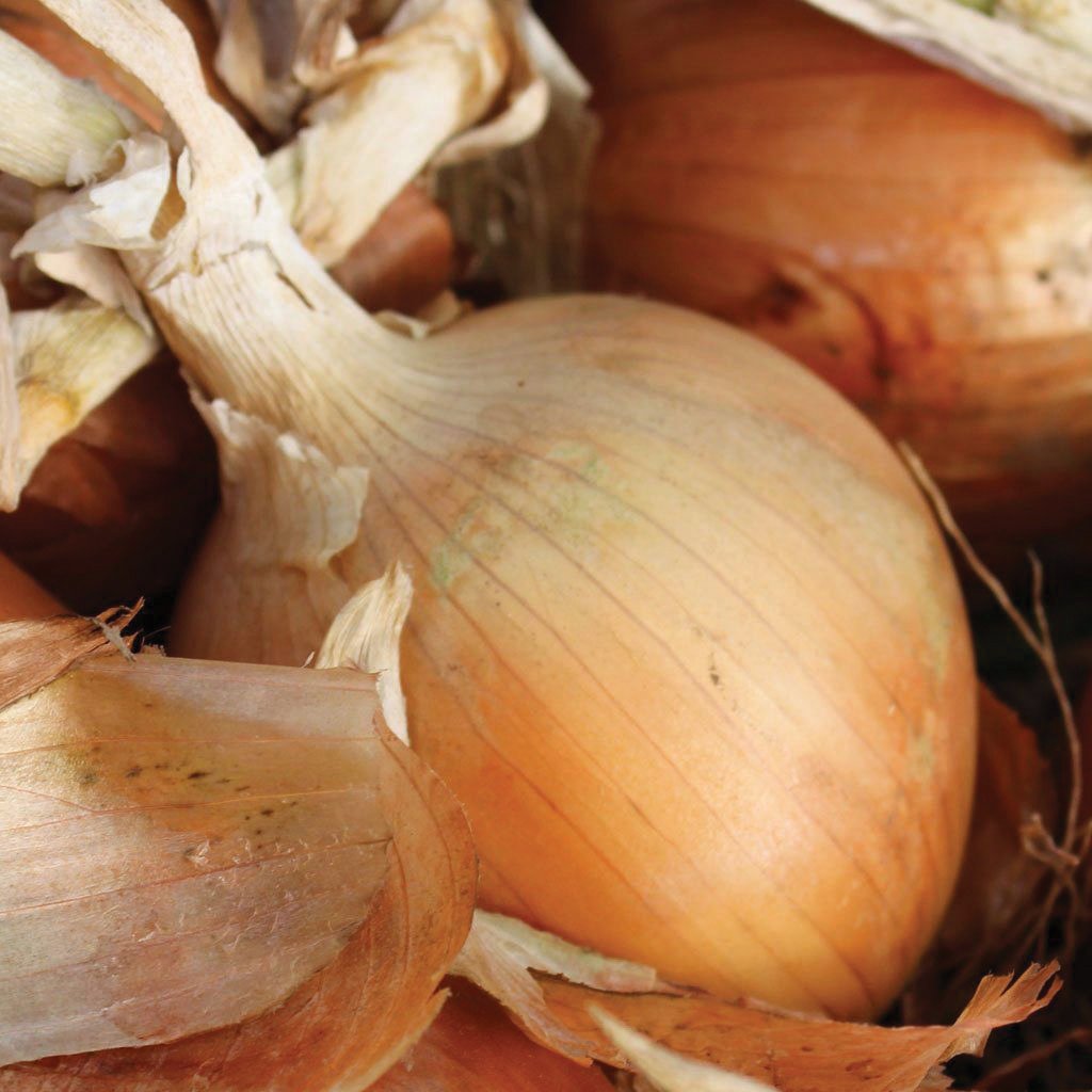 Texas Early Grano 502 Onion Seeds - Premium Non-GMO Vegetable Seeds for Home Garden, Farming & Cooking - Perfect for Salads, Soups & Fresh Eating