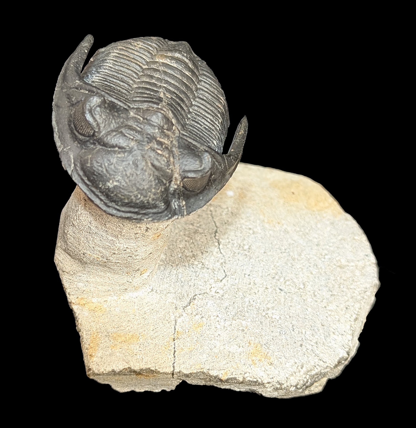 Authentic Trilobite Hollardops Fossil in Matrix - Rare Prehistoric Specimen for Collectors & Paleontology Enthusiasts - Perfect for Home Display, Educational Use & Gift Giving