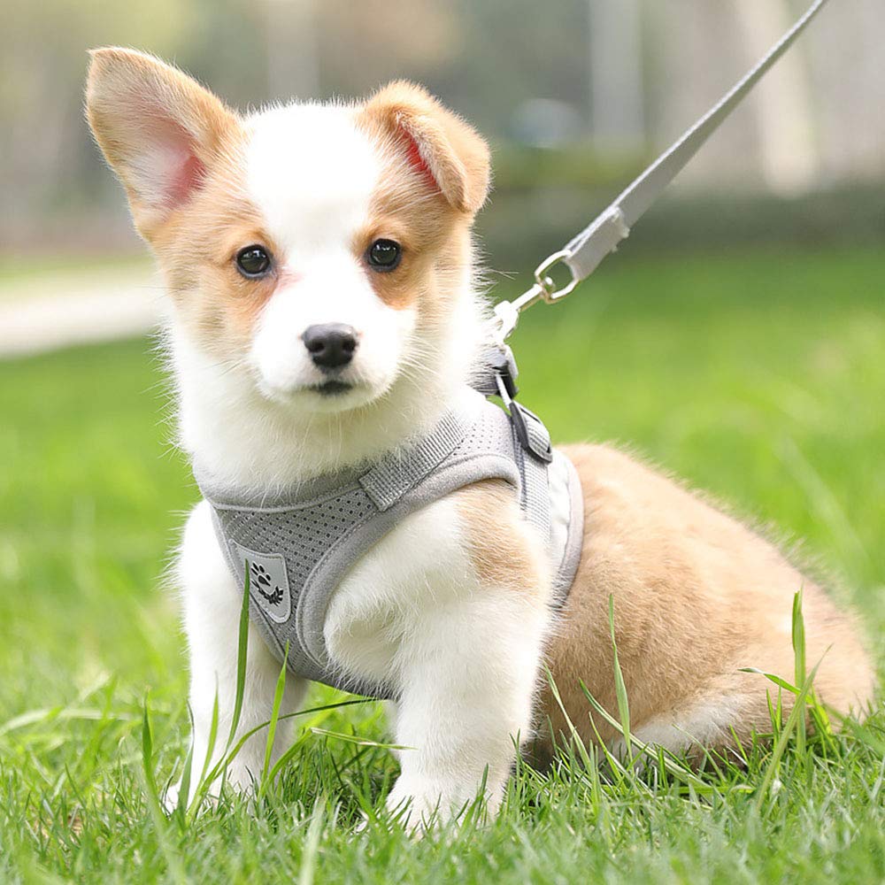 Reflective Adjustable Mesh Dog Harness & Leash Set - Soft Breathable Puppy Chest Strap for Small Dogs (Size S, Grey) - Perfect for Night Walks, Training & Outdoor Adventures