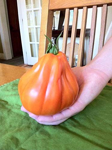 Giant Red Pear Abruzzese Tomato Seeds - Heirloom Italian Variety from Northern Italy (100 Seeds) for Home Garden, Canning & Fresh Eating