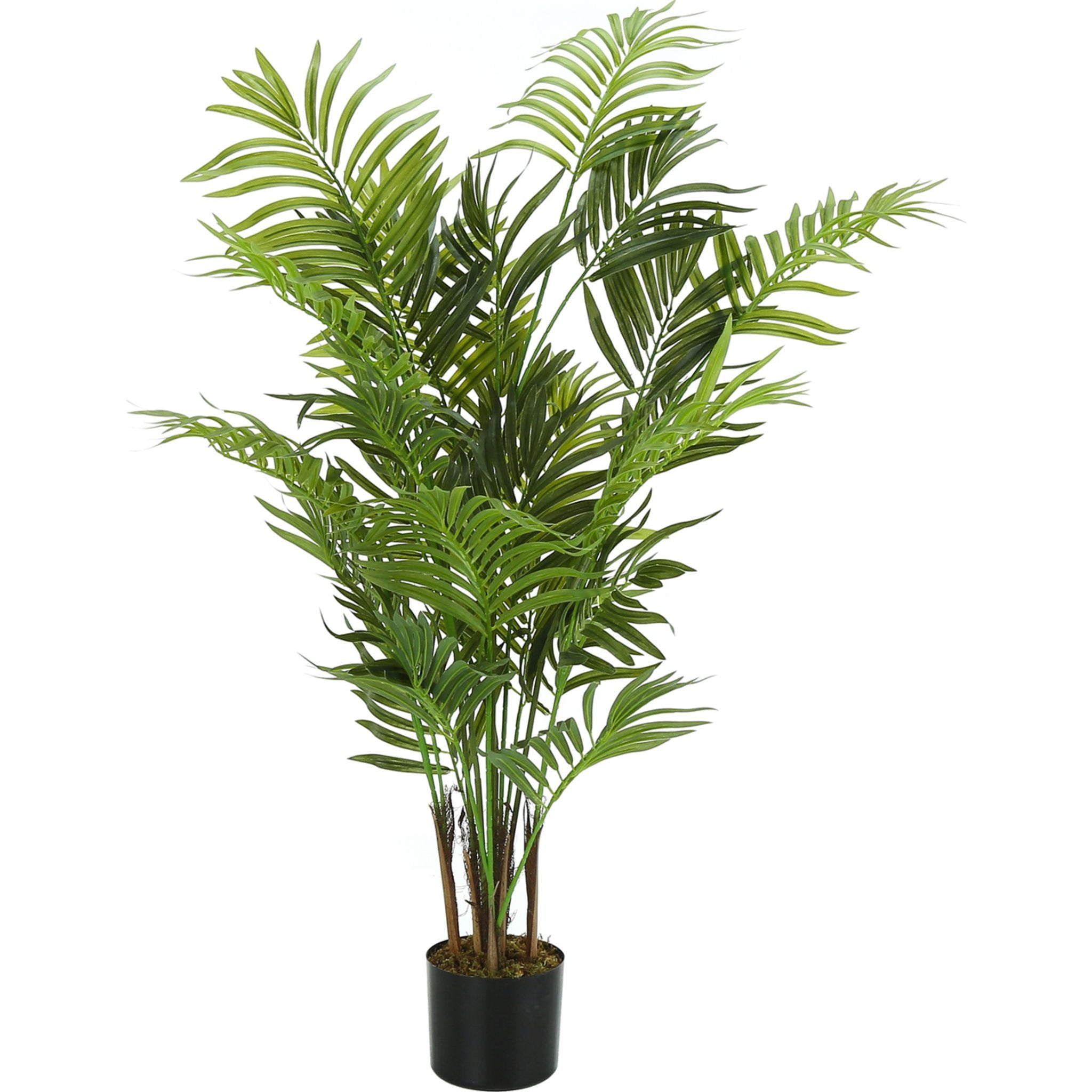 Areca Palm Tree - Indoor & Outdoor Live Plant for Home, Office, and Garden Decor | Perfect for Air Purification and Tropical Landscaping