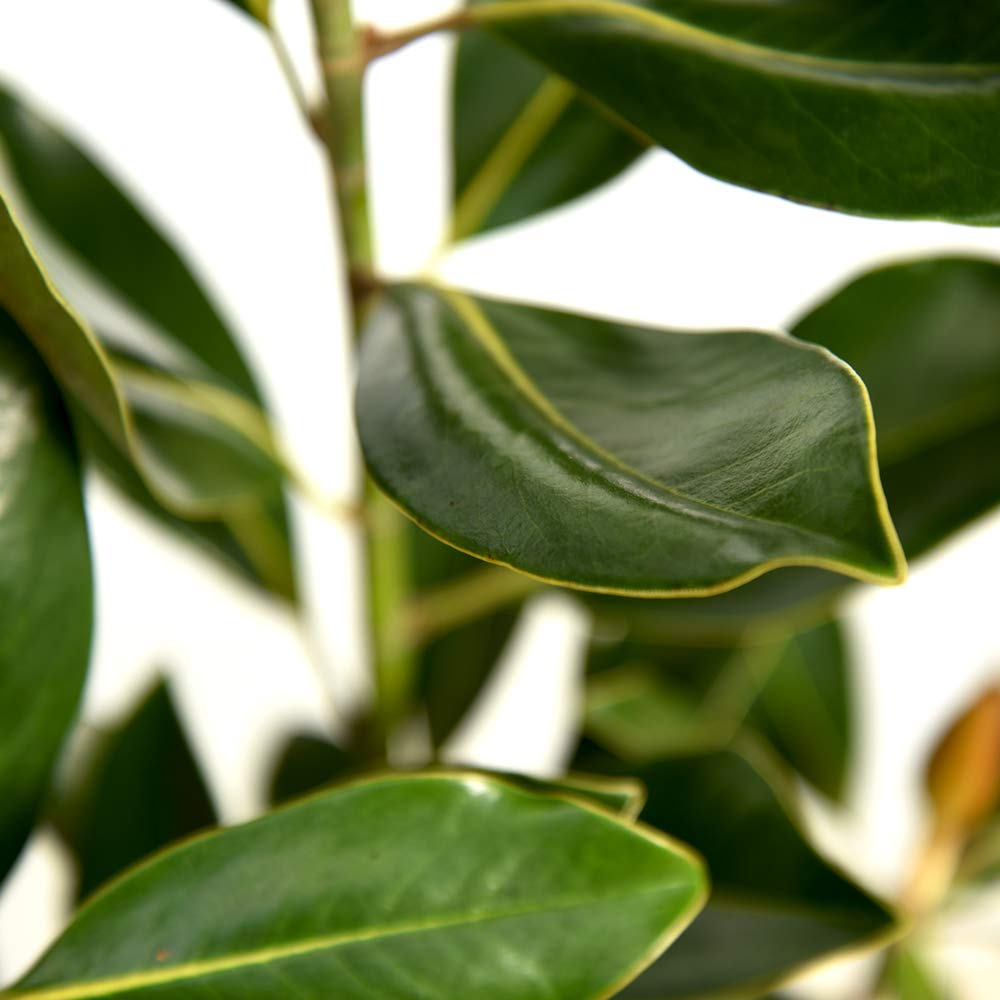 Little Gem Magnolia Live Plant (4-5 Feet Tall) - Includes Detailed Care Guide - Perfect for Landscaping, Privacy Hedges & Small Gardens