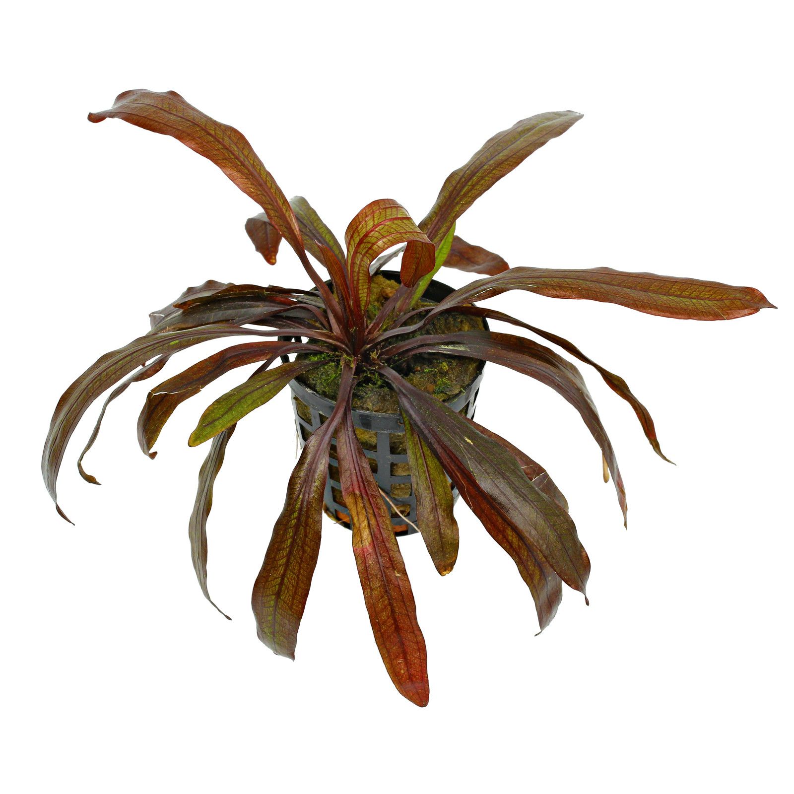 TCulture Echinodorus Horemanii Red Live Aquarium Plant - Hardy Aquatic Plant for Fish Tanks, Ponds & Aquascaping (Potted) - Perfect for Freshwater Aquariums & Aquatic Gardens