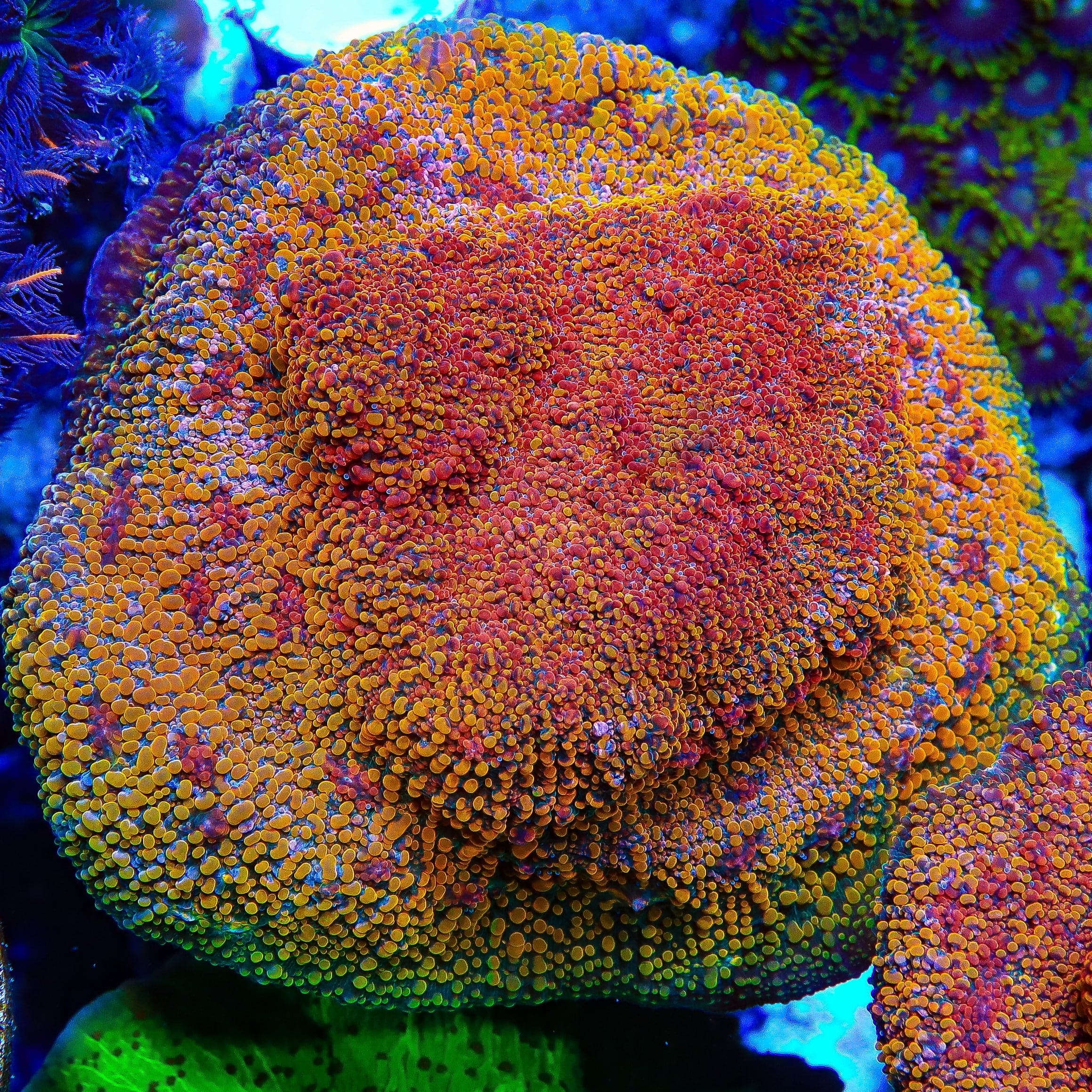 Premium CC Cloudberry Chalice Coral for Saltwater Aquariums | Vibrant Coral for Reef Tanks & Marine Displays | Perfect for Home Aquascaping & Aquatic Decor