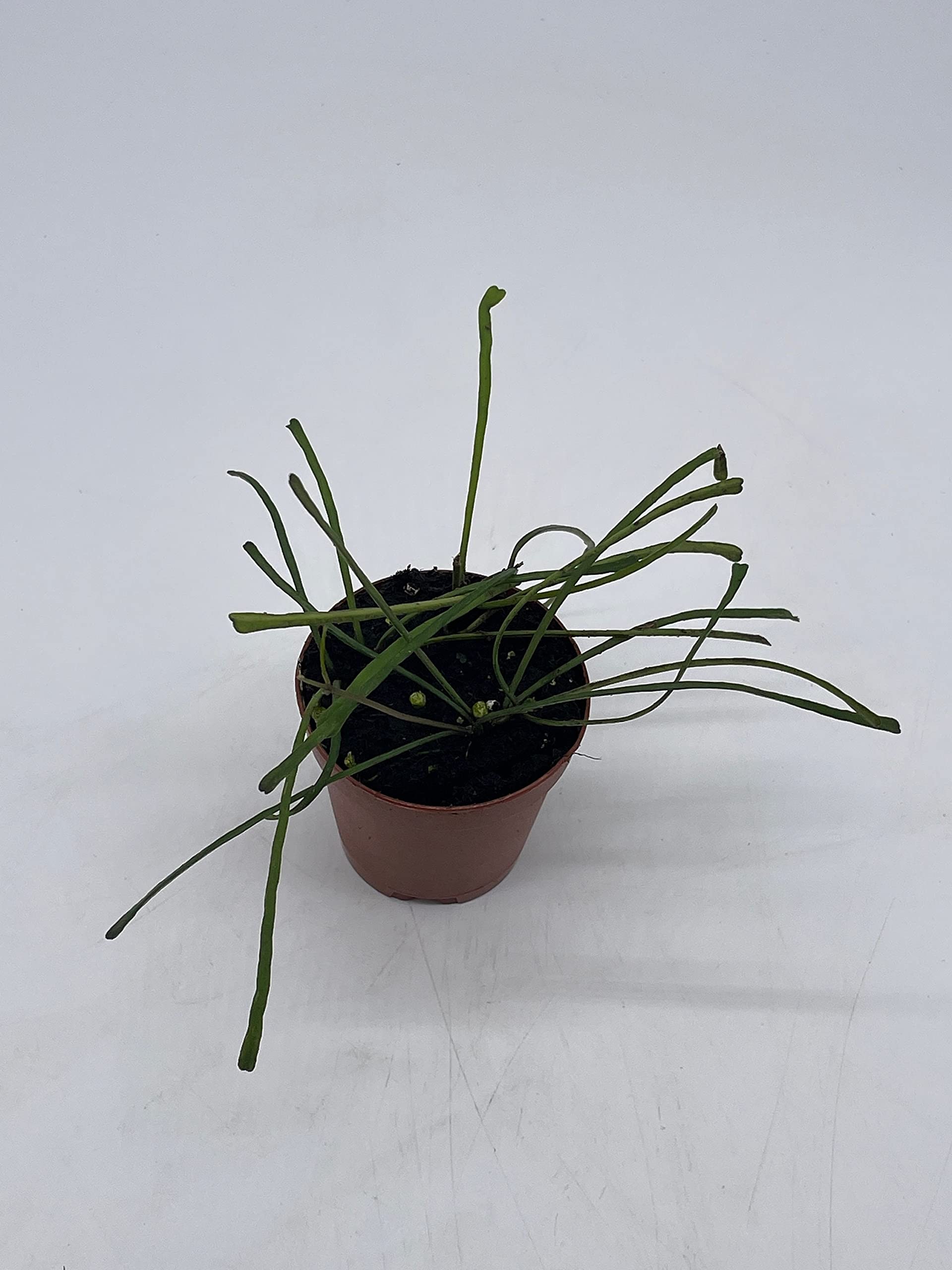 BubbleBlooms Hoya Retusa Live Plant in 2 Inch Pot - Wax Plant, Wax Vine, Porcelain Vine - Perfect for Indoor Home Decor, Office Desk, and Hanging Basket Displays