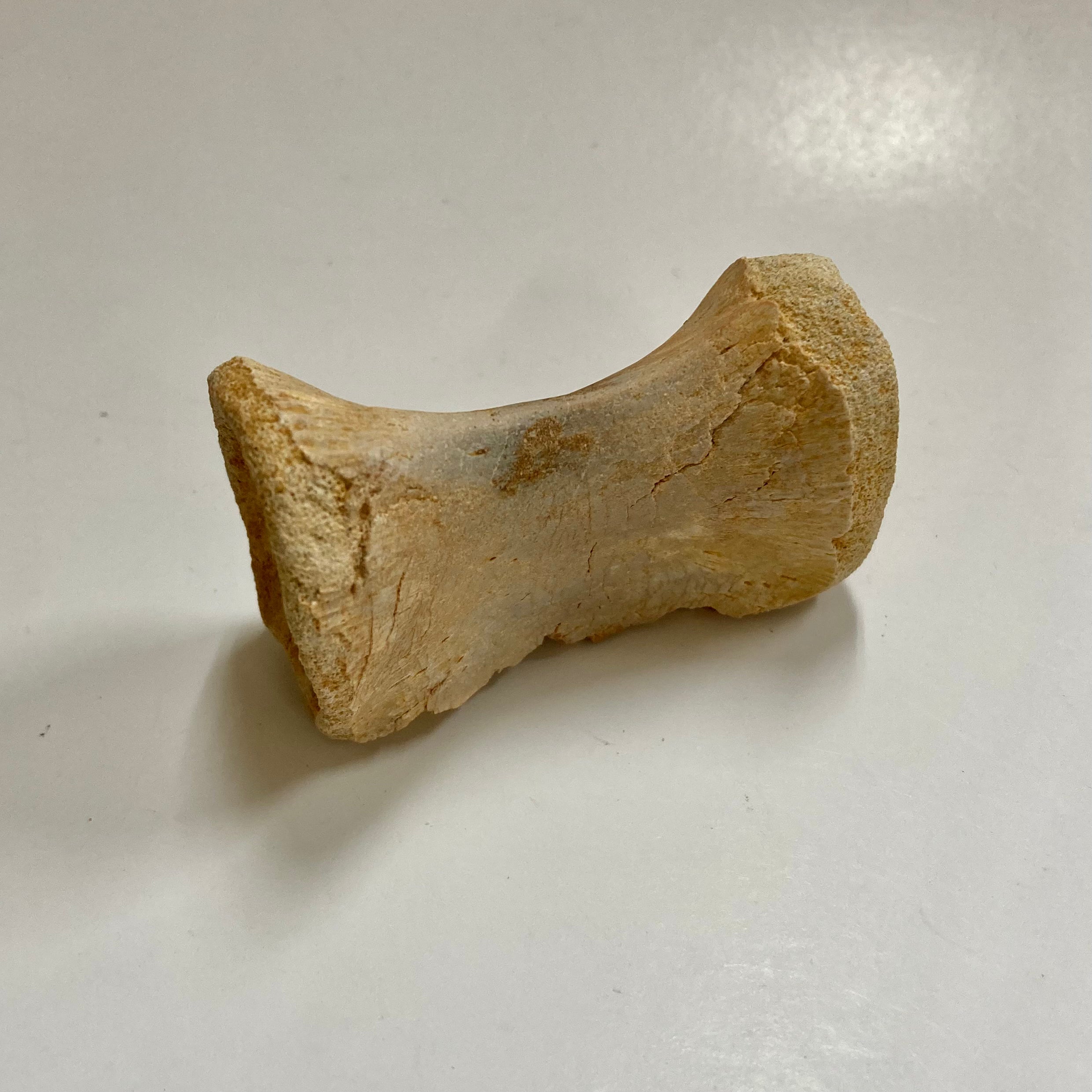 Authentic Juvenile Spinosaurus Dorsal Vertebra Fossil - Rare Dinosaur Bone for Collectors, Paleontology Enthusiasts & Educational Displays