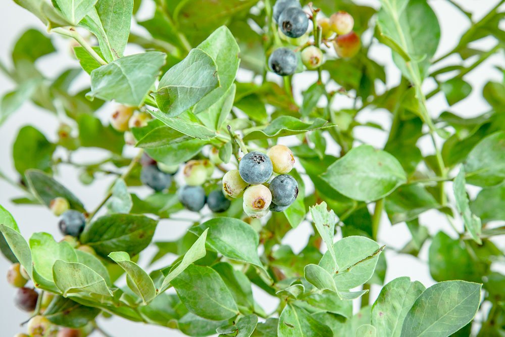 PERFECT PLANTS Powder Blue Blueberry Live Plant - 1 Gallon Size, Fresh Green Foliage | Ideal for Home Gardens, Landscaping & Fresh Berry Harvesting