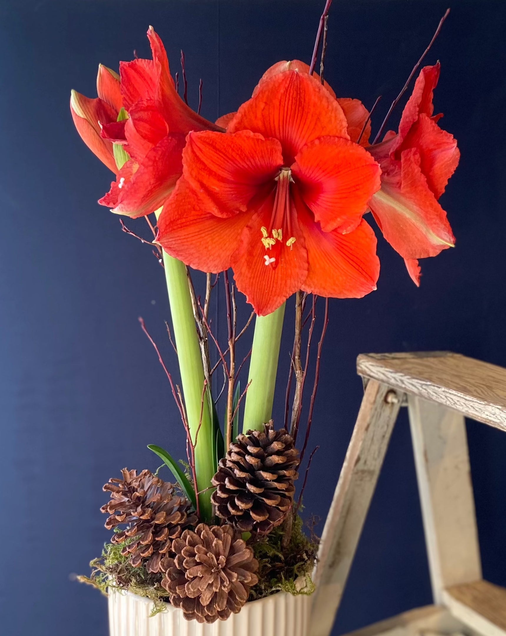 Beautiful Blooming Amaryllis Bulbs for Planting - Perfect for Indoor Home Decor, Gifts & Holiday Centerpieces