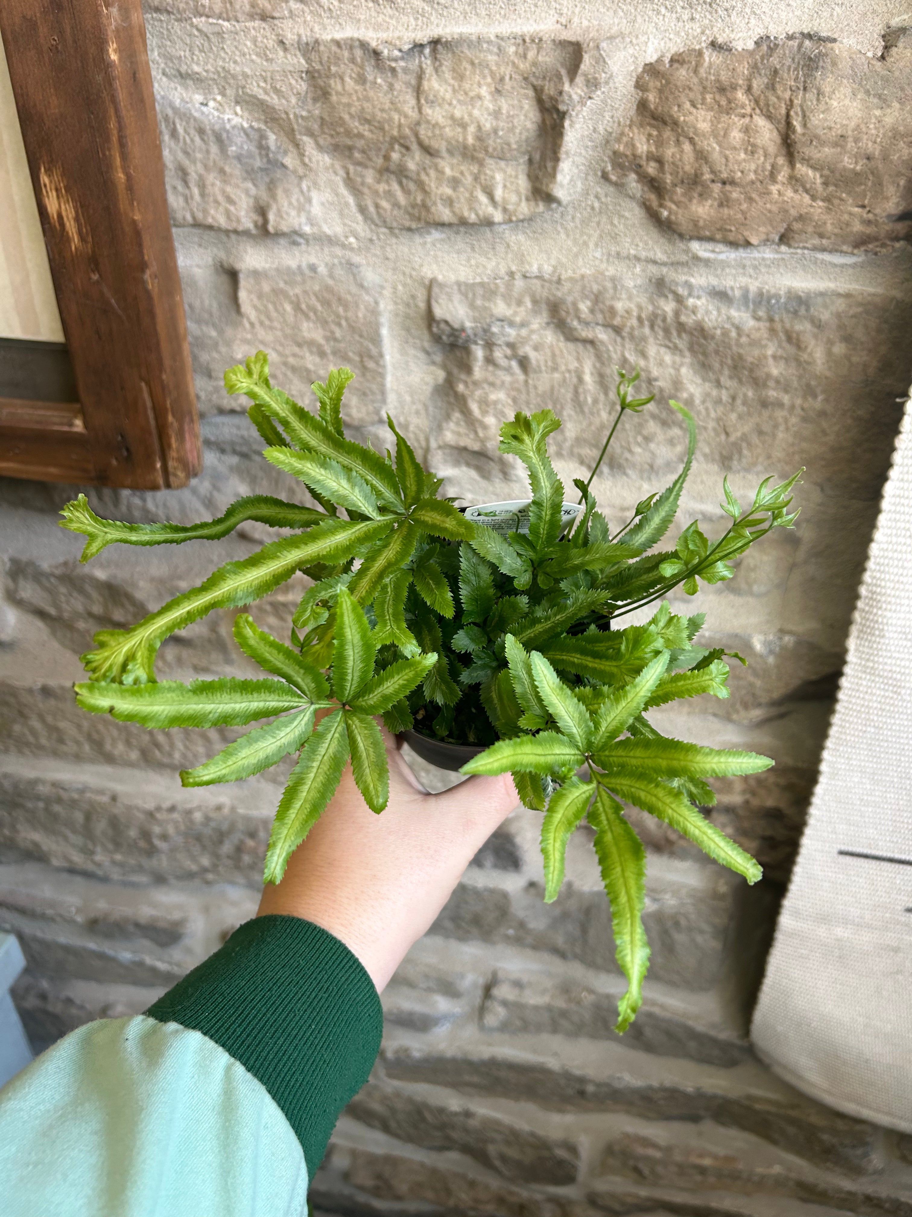 Mayi Fern - Premium Artificial Fern Plant for Home & Office Decor | Perfect for Living Room, Bedroom, and Indoor Greenery