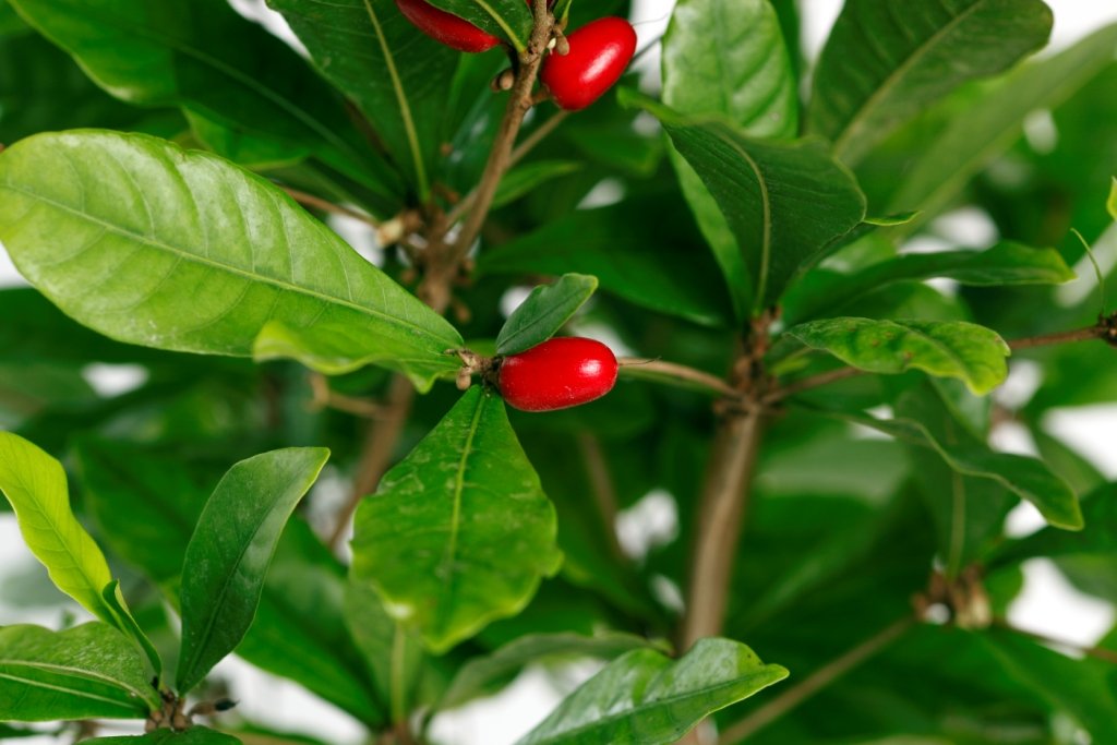 Miracle Fruit Plant (Synsepalum dulcificum) - 1 Gallon Pot | Sweet Flavor Enhancer | Perfect for Home Gardens, Indoor Plants & Tropical Landscaping
