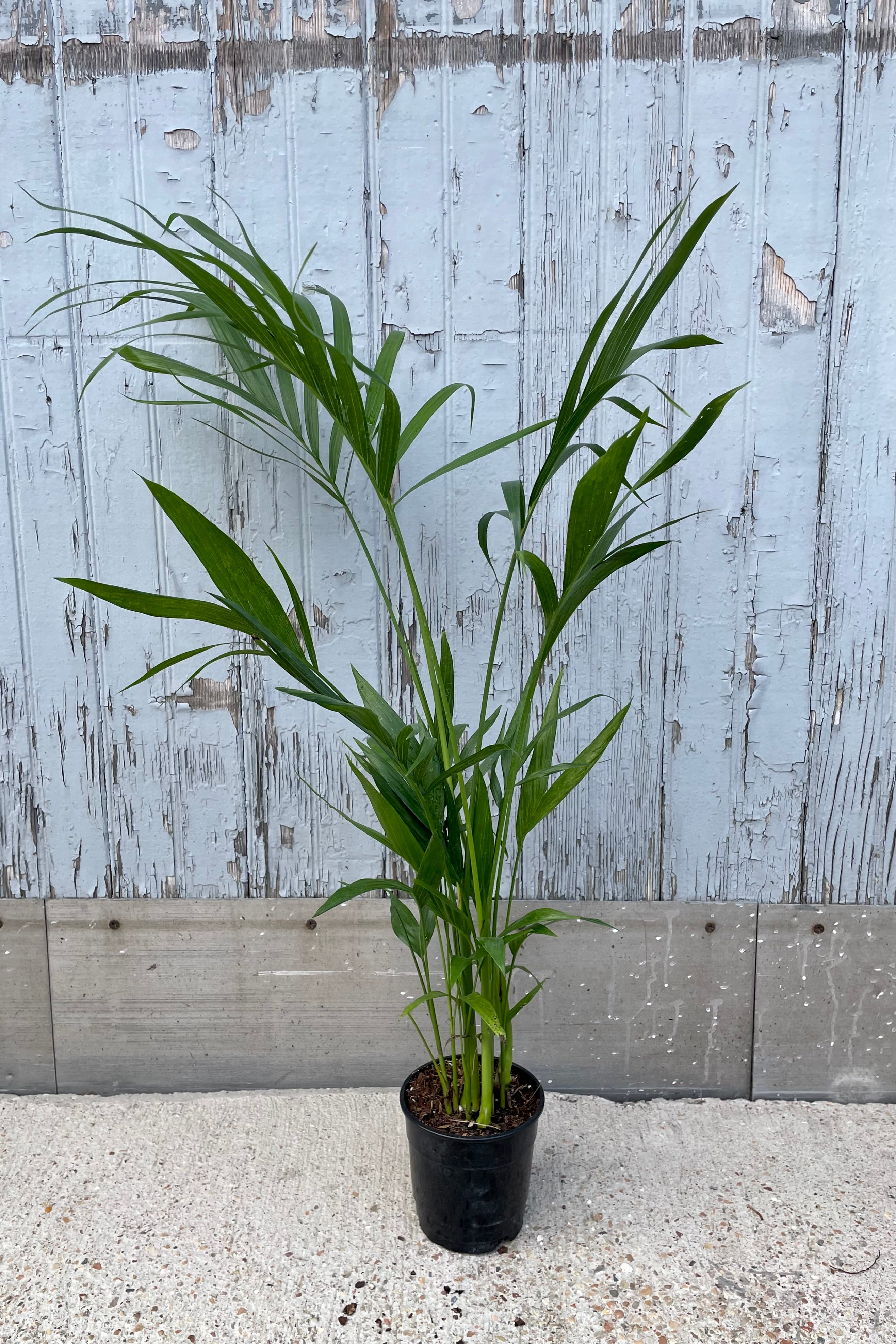 Chamaedorea Cataractarum Cat Palm - 5 Gallon Indoor House Plant for Home & Office Decor, Low Light & Pet Friendly - Perfect for Living Room, Bedroom, or Workspace