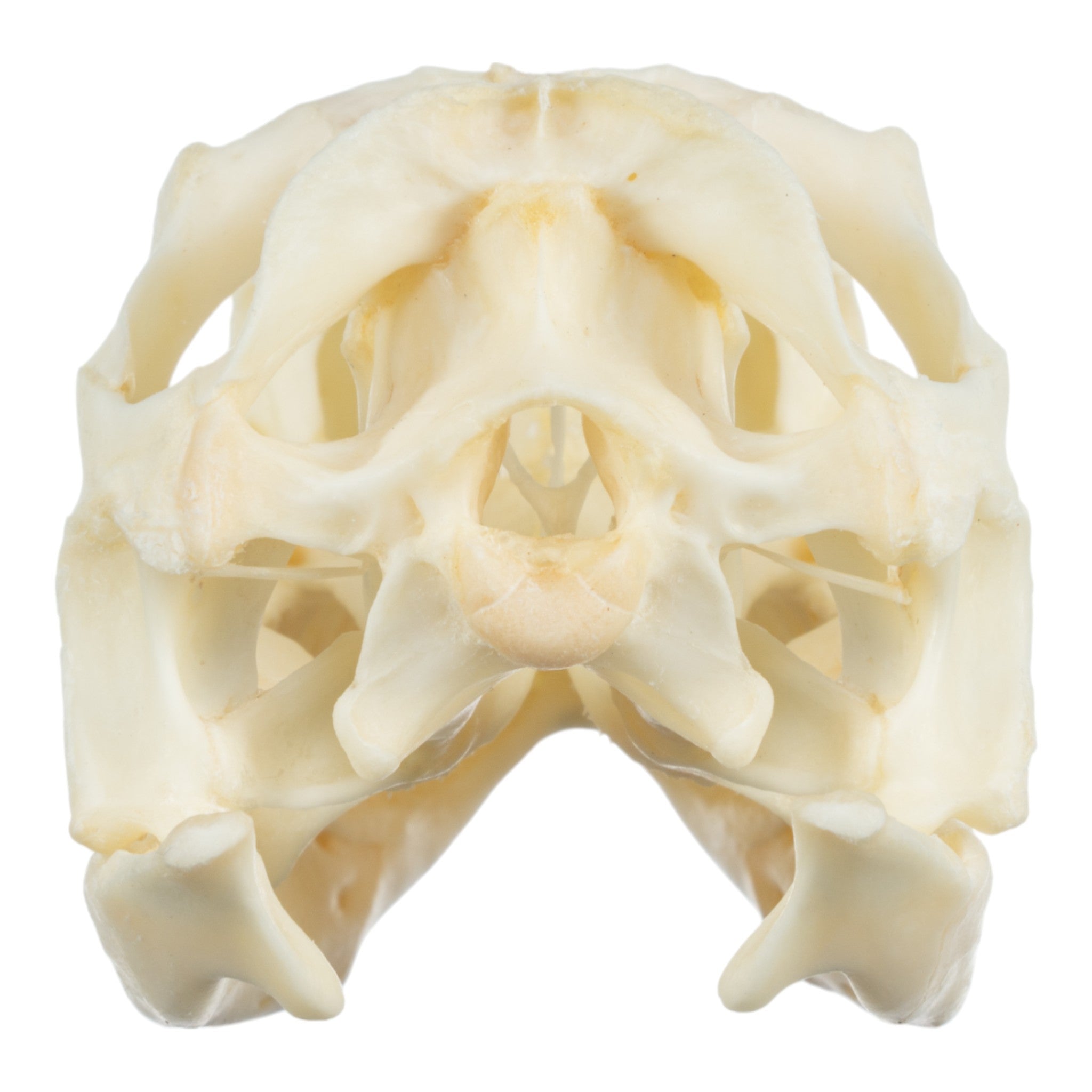 Real Green Iguana Skeleton Disarticulated Specimen - Perfect for Biology Study, Classroom Teaching & Halloween Decor