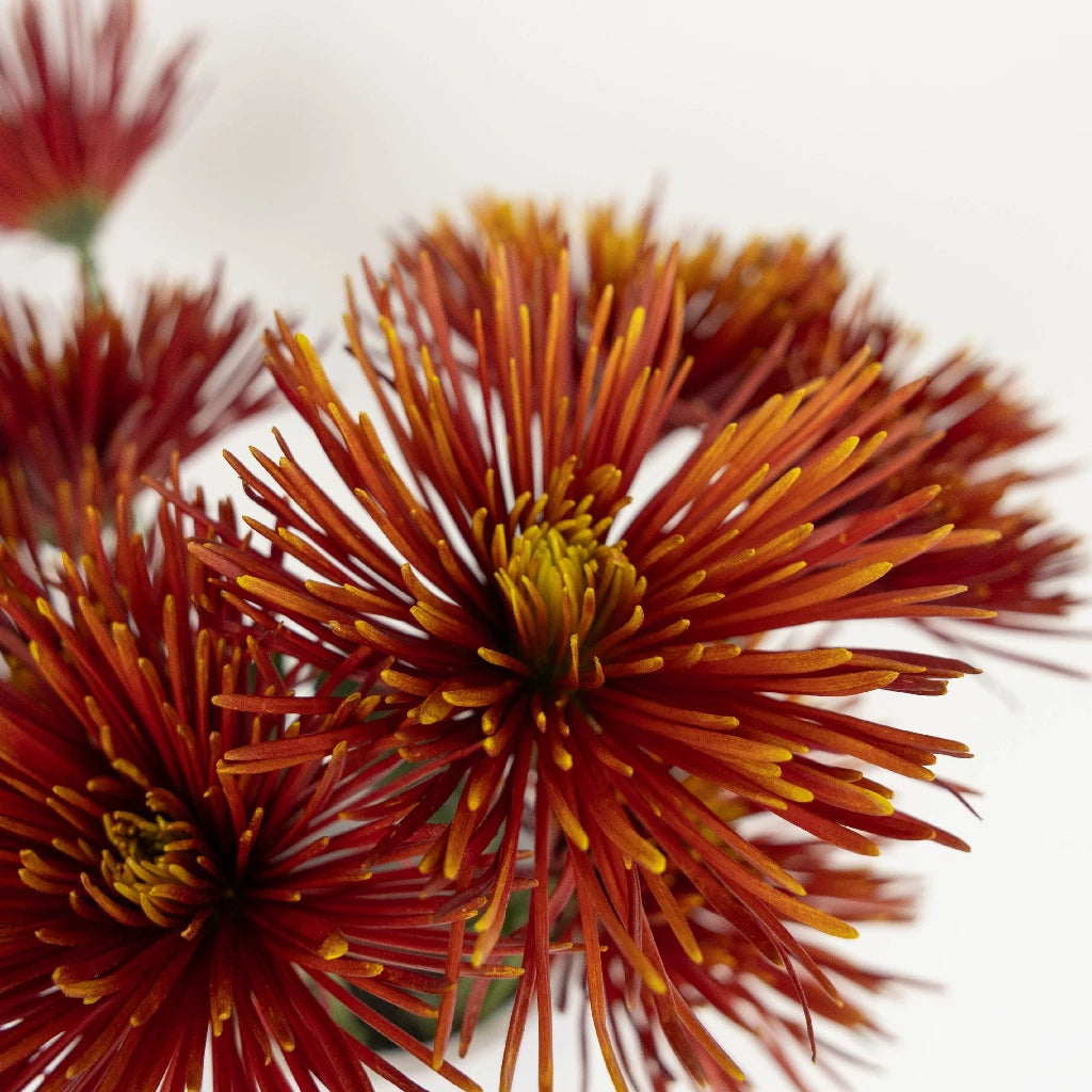 Autumn Rust Spider Mum Flowers - Premium Artificial Fall Floral Decor for Home, Wedding, and Seasonal Displays