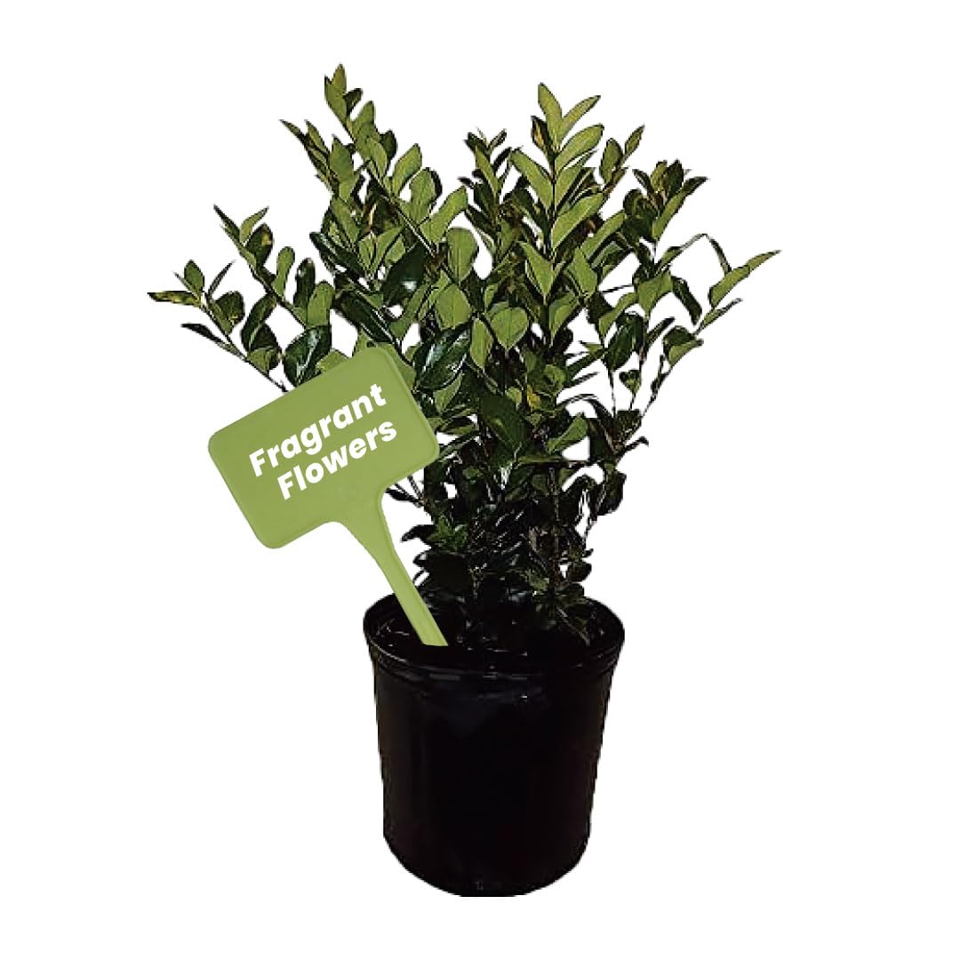 Live Ligustrum Japonicum Plant with White Flowers - Japanese Privet, Wax-Leaf Privet - 10