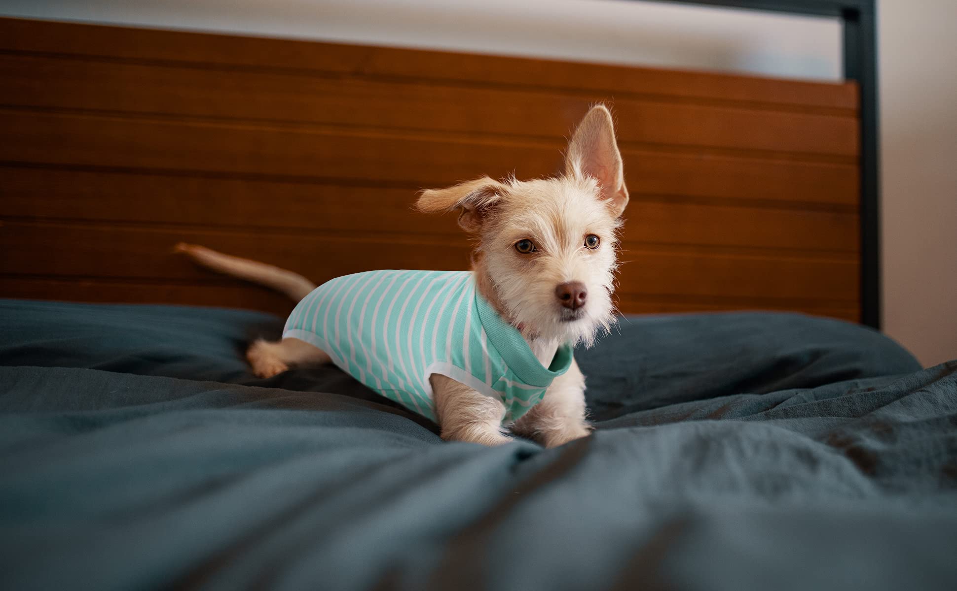 SAWMONG Dog Recovery Suit for Post-Surgery Care - Soft Surgical Suit for Female & Male Dogs - Alternative to E-Collar Cone - Green Small Size - Perfect for Spay/Neuter Recovery, Wound Protection & Comfort at Home