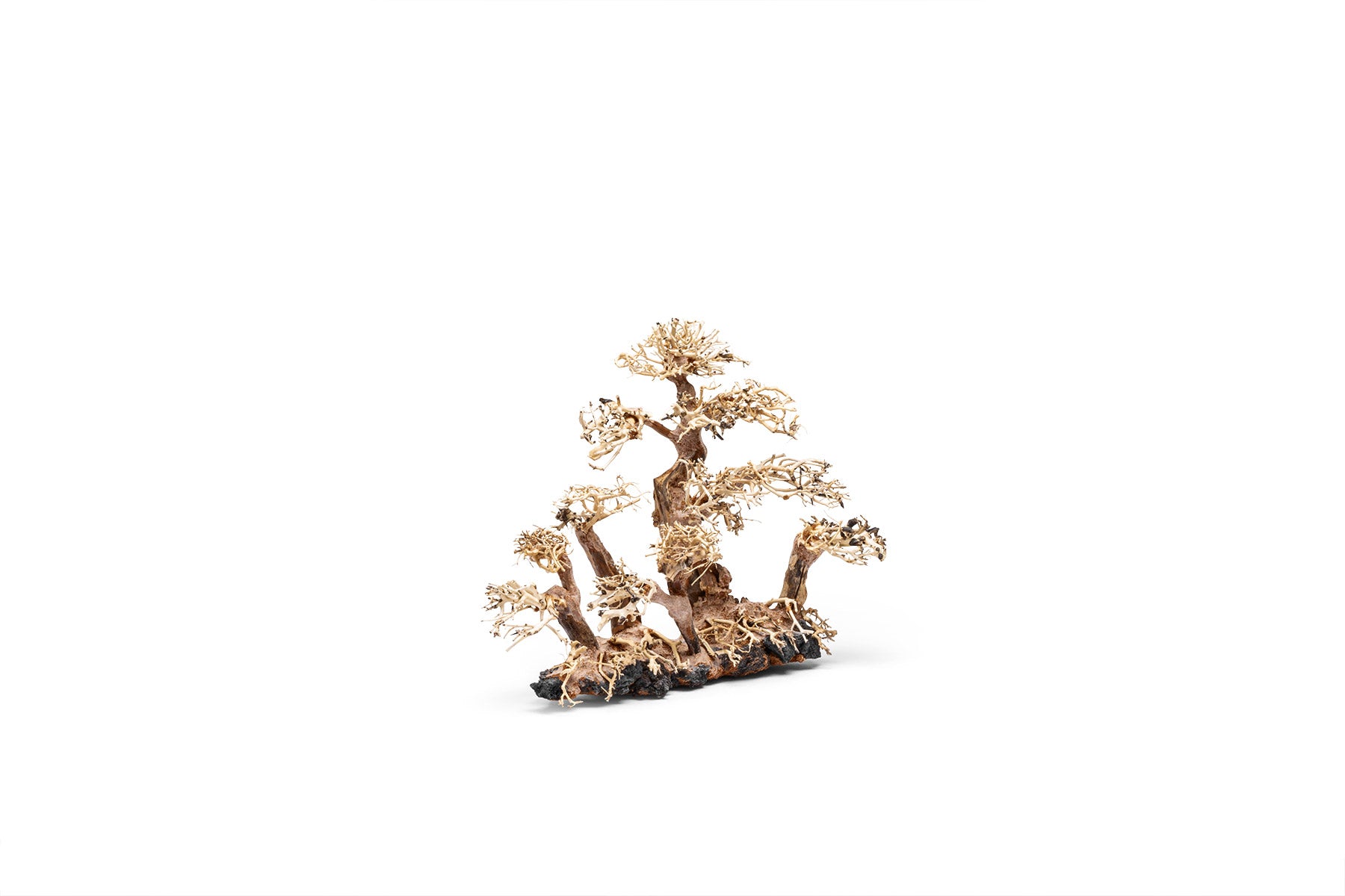 Premium Uns Bonsai 008 - Miniature Japanese Bonsai Tree for Home & Office Decor | Perfect Gift for Plant Lovers & Zen Garden Enthusiasts