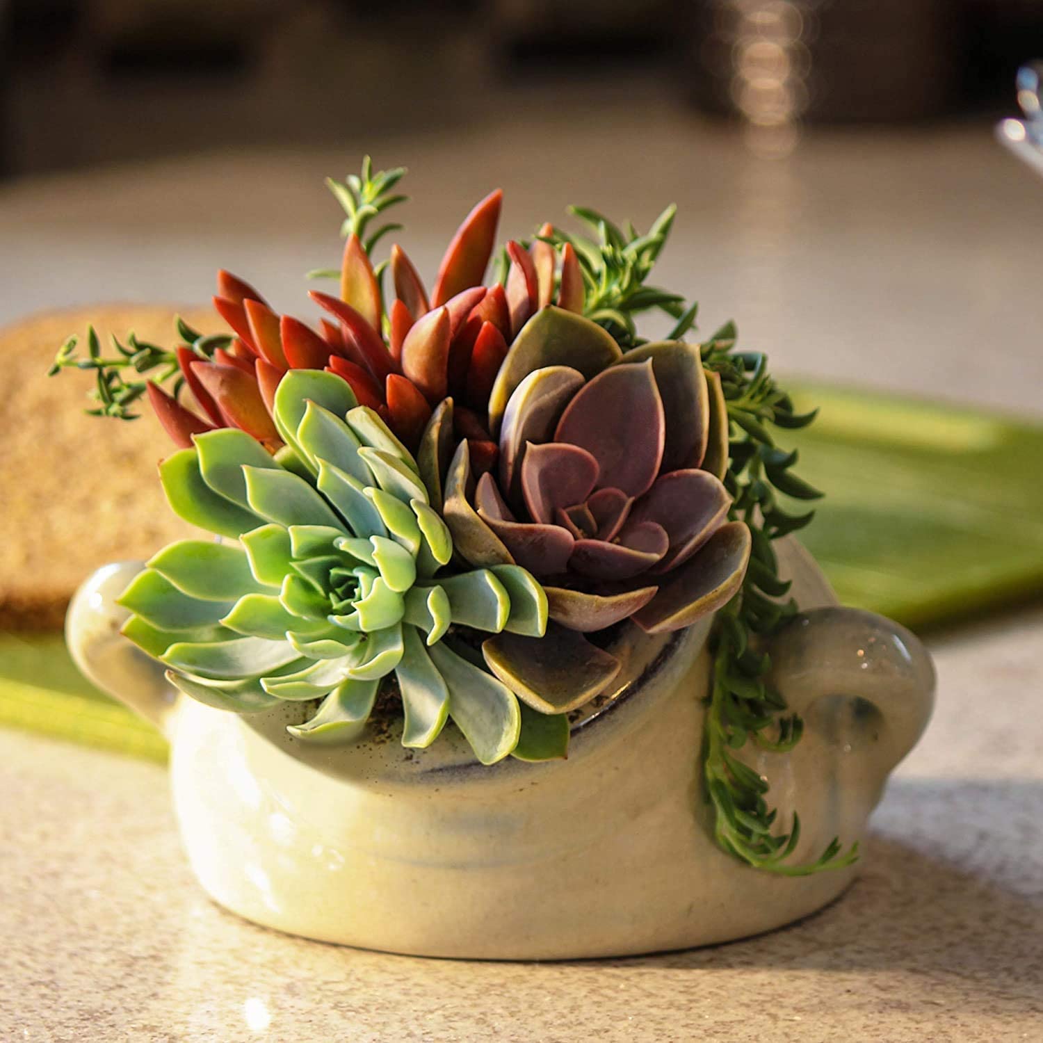 50 Pack Live Succulents Plants - Variety Indoor Houseplants in Nursery Pots | Bulk Succulent Collection for Home Decor, Office Desk, Wedding Favors & Gift Ideas