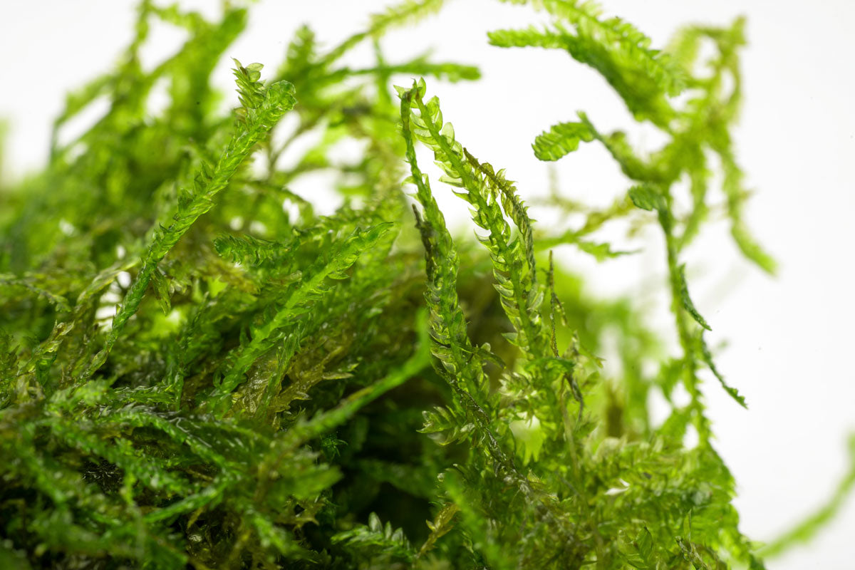 Spiky Moss for Aquariums - Live Aquatic Plant for Fish Tanks, Terrariums & Paludariums - Perfect for Aquascaping & Natural Habitat Decoration