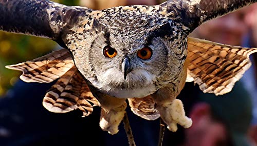 1000 Piece Owl Jigsaw Puzzle for Adults - Educational & Stress-Relieving Brain Teaser - Fun Family Game for Home, Office & Gifts