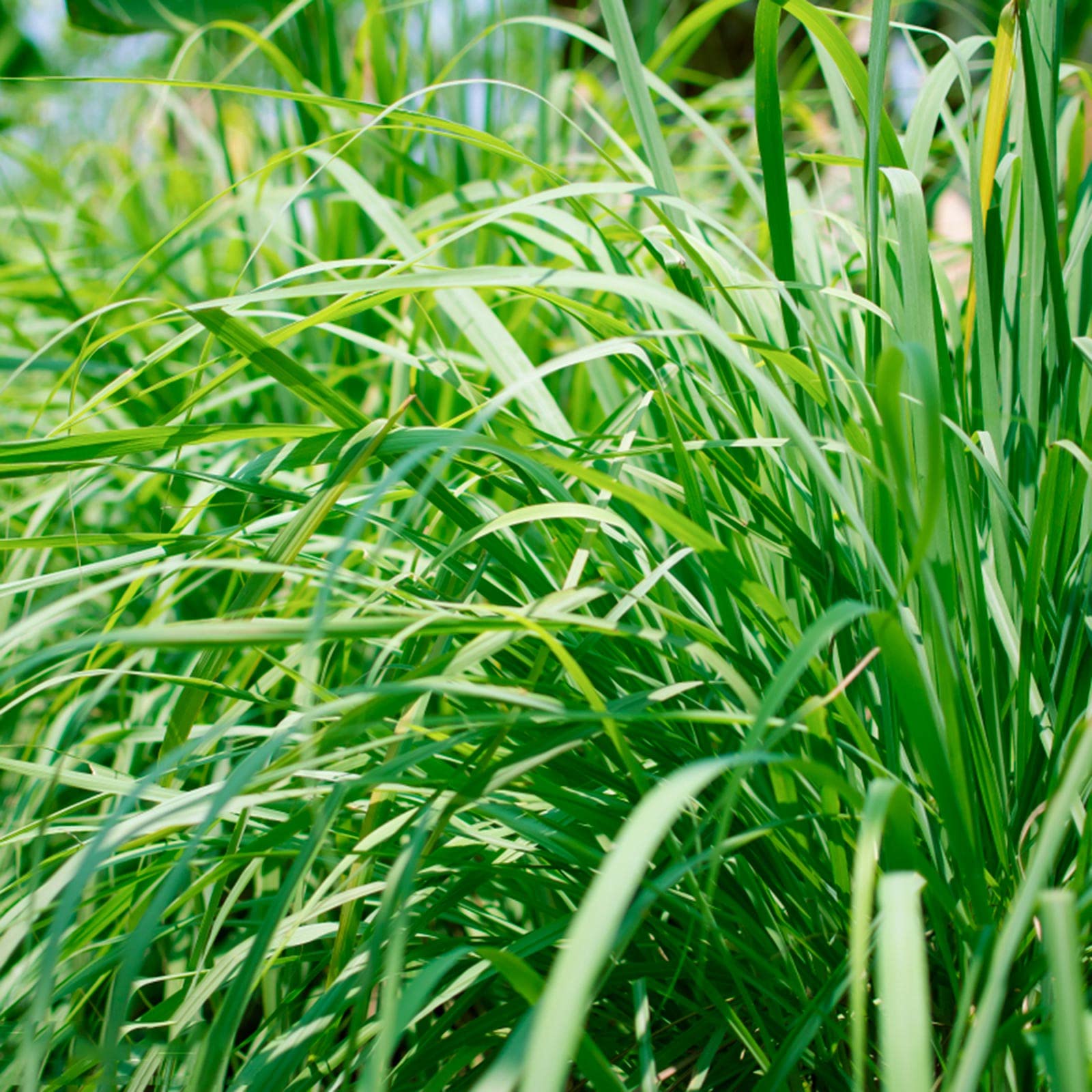 1000+ Organic Lemongrass Seeds for Planting - Non-GMO, Perennial Herb for Indoor & Outdoor Gardening - Perfect for Home Garden, Culinary Use, and Aromatherapy