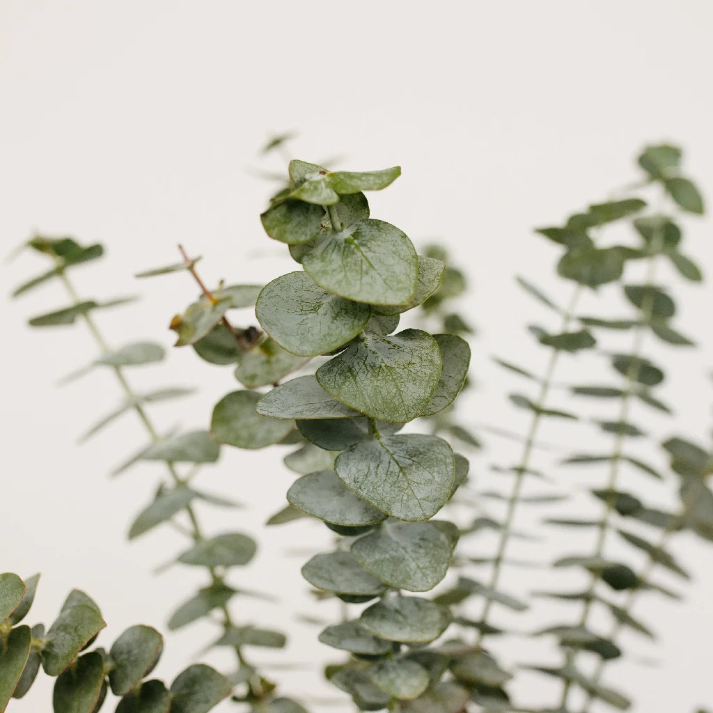 Fresh Baby Eucalyptus Greenery for Home Decor, Wedding Bouquets & Floral Arrangements - Natural Aromatic Leaves for DIY Crafts, Centerpieces & Spa Relaxation