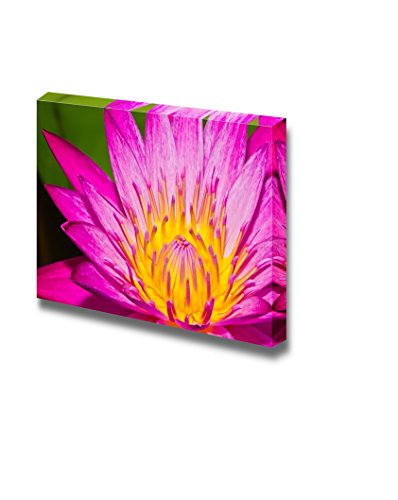 Pink Lotus