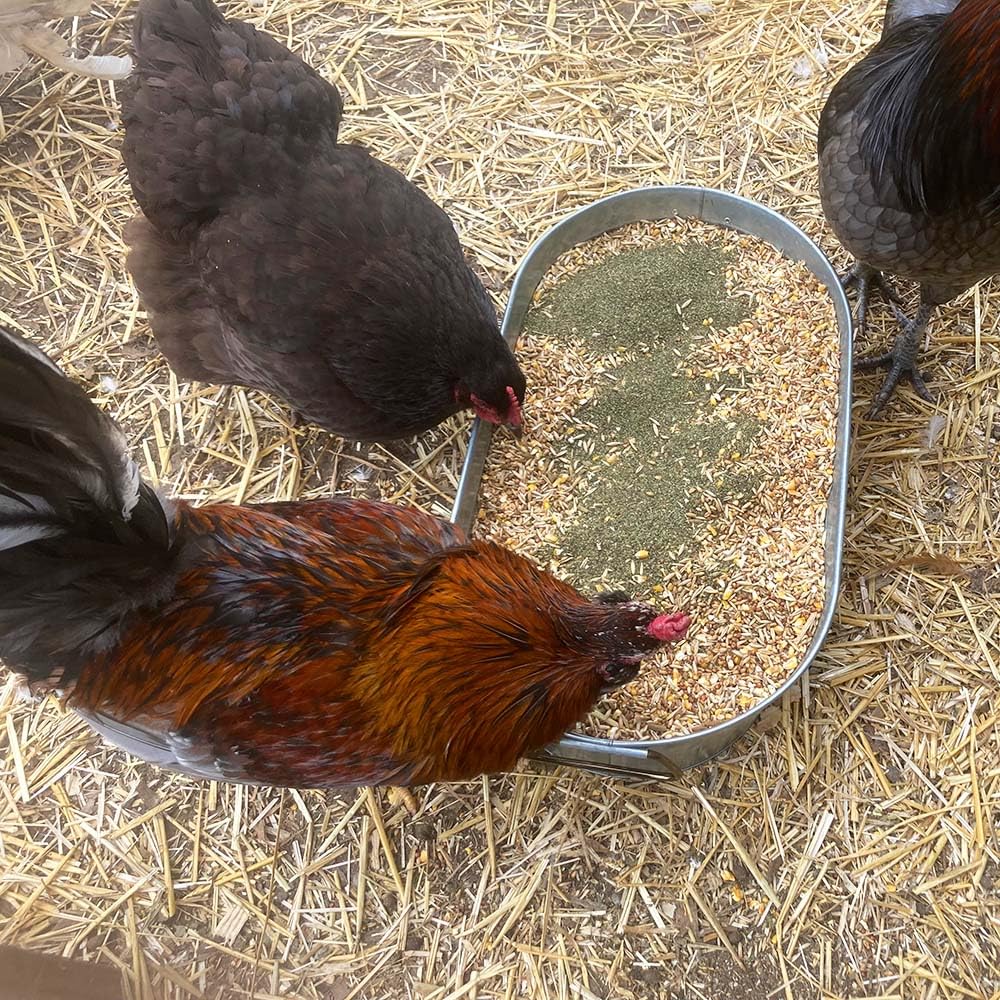 Organic Kelp for Chickens & Ducks - 5lb Natural Poultry Feed Supplement with Vitamins & Minerals | Healthy Egg Production Boost | Perfect for Backyard Flocks & Free-Range Birds | Farm & Homestead Use