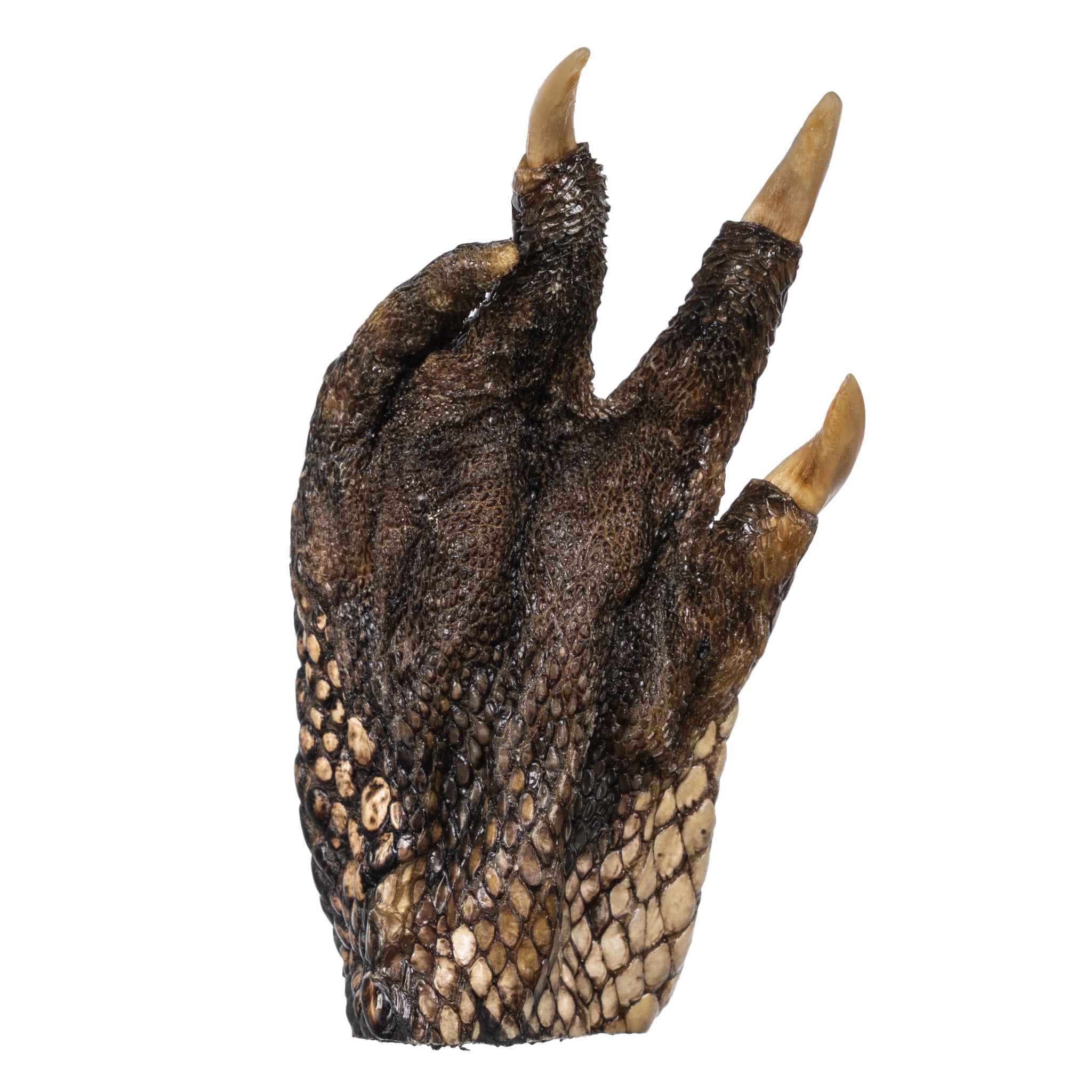 Freeze Dried Alligator Foot - Exotic Snack, Unique Gift & Novelty Item for Parties, Halloween, and Home Decor