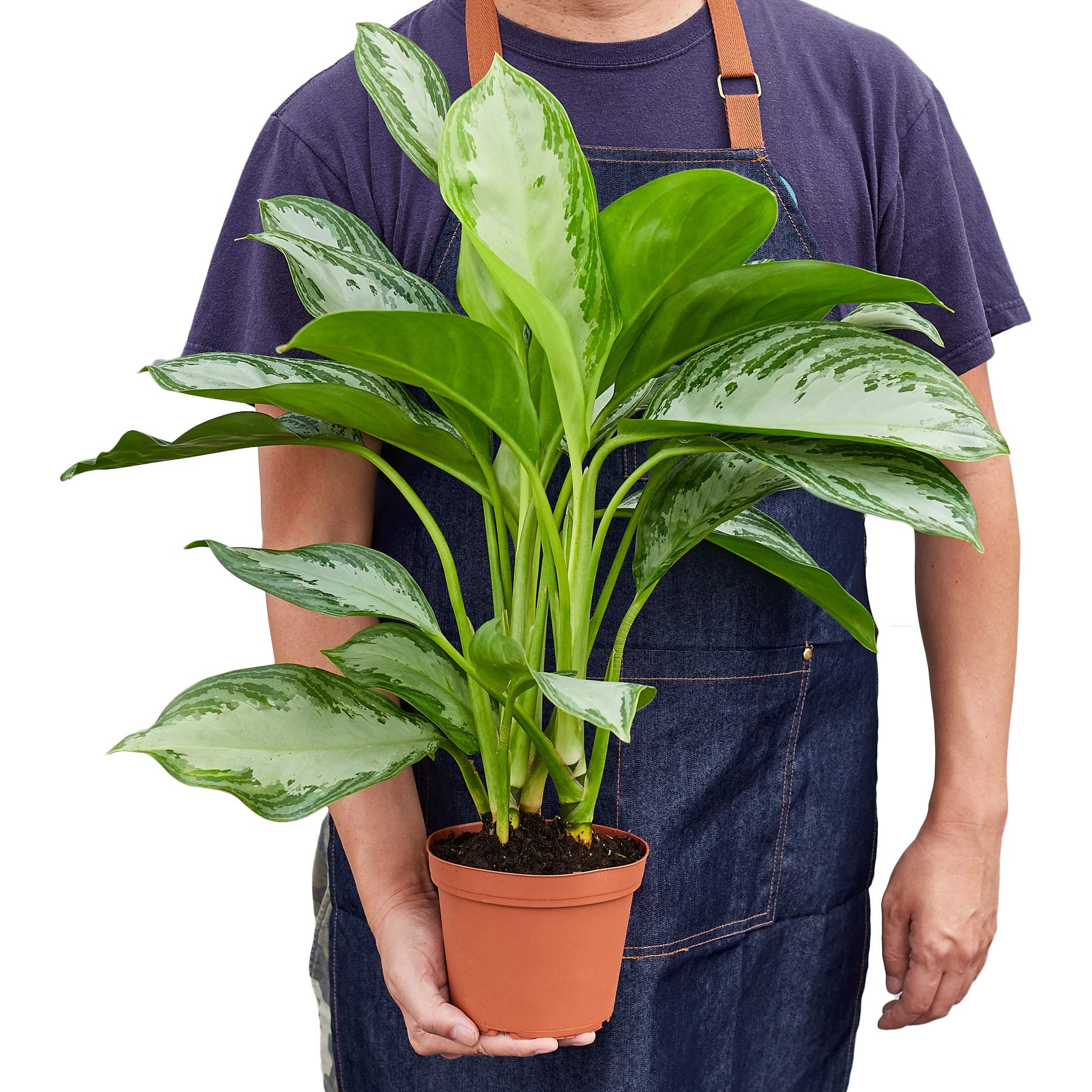 Chinese Evergreen 'Silver Bay' Live Indoor Plant - 6