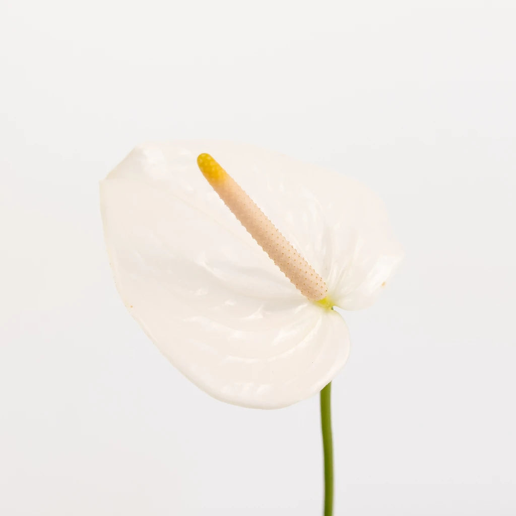 Anthurium Peach Pearl Tropical Flower - Exotic Live Houseplant for Home & Office Decor, Perfect for Gifts and Indoor Gardening